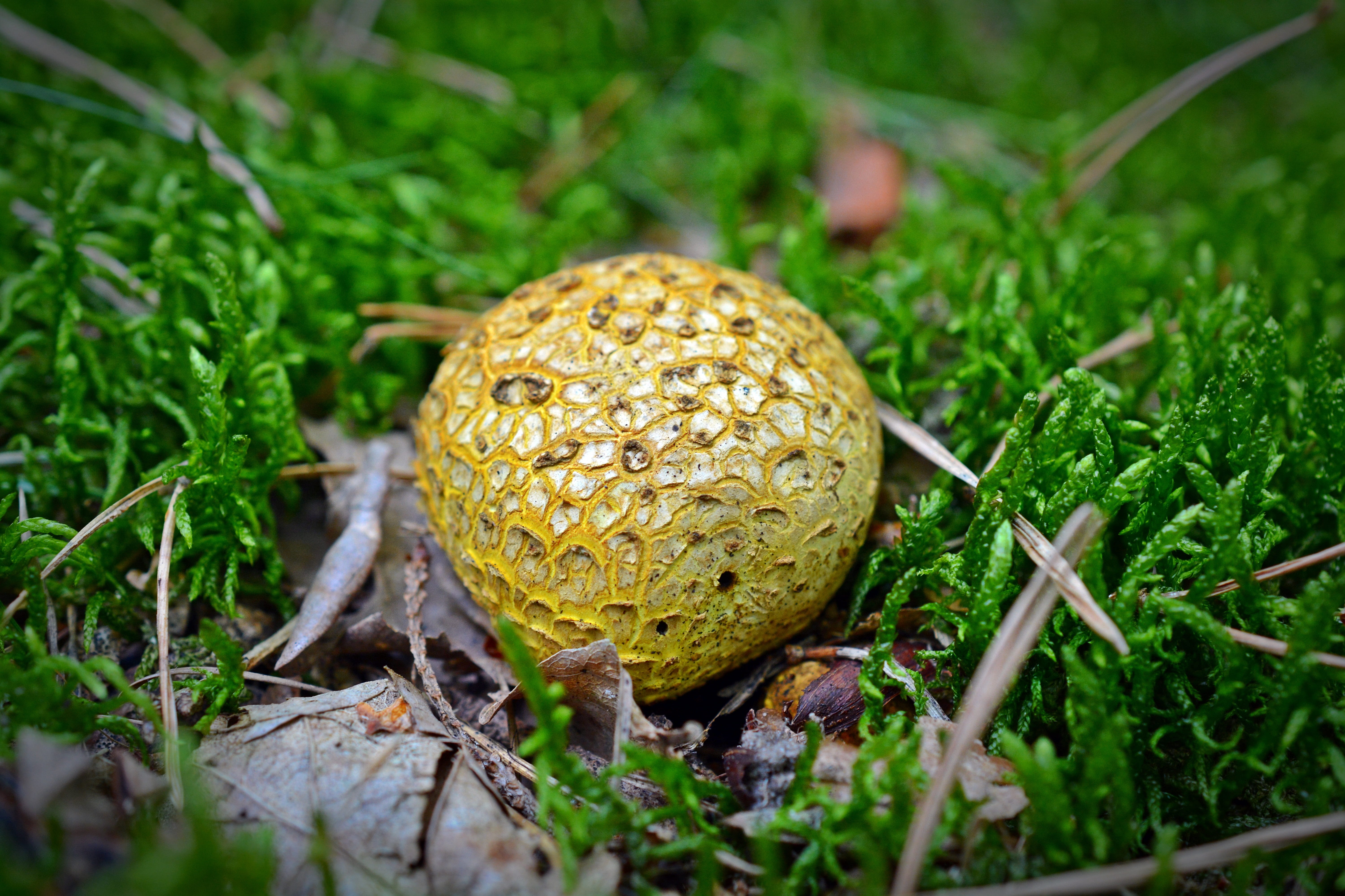 plant, nature, gemmatum, day, field, lycoperdon perlatum, growth, grass, no people, green color, surfaces puffball, selective focus, edible mushroom, fungus, HD Wallpaper