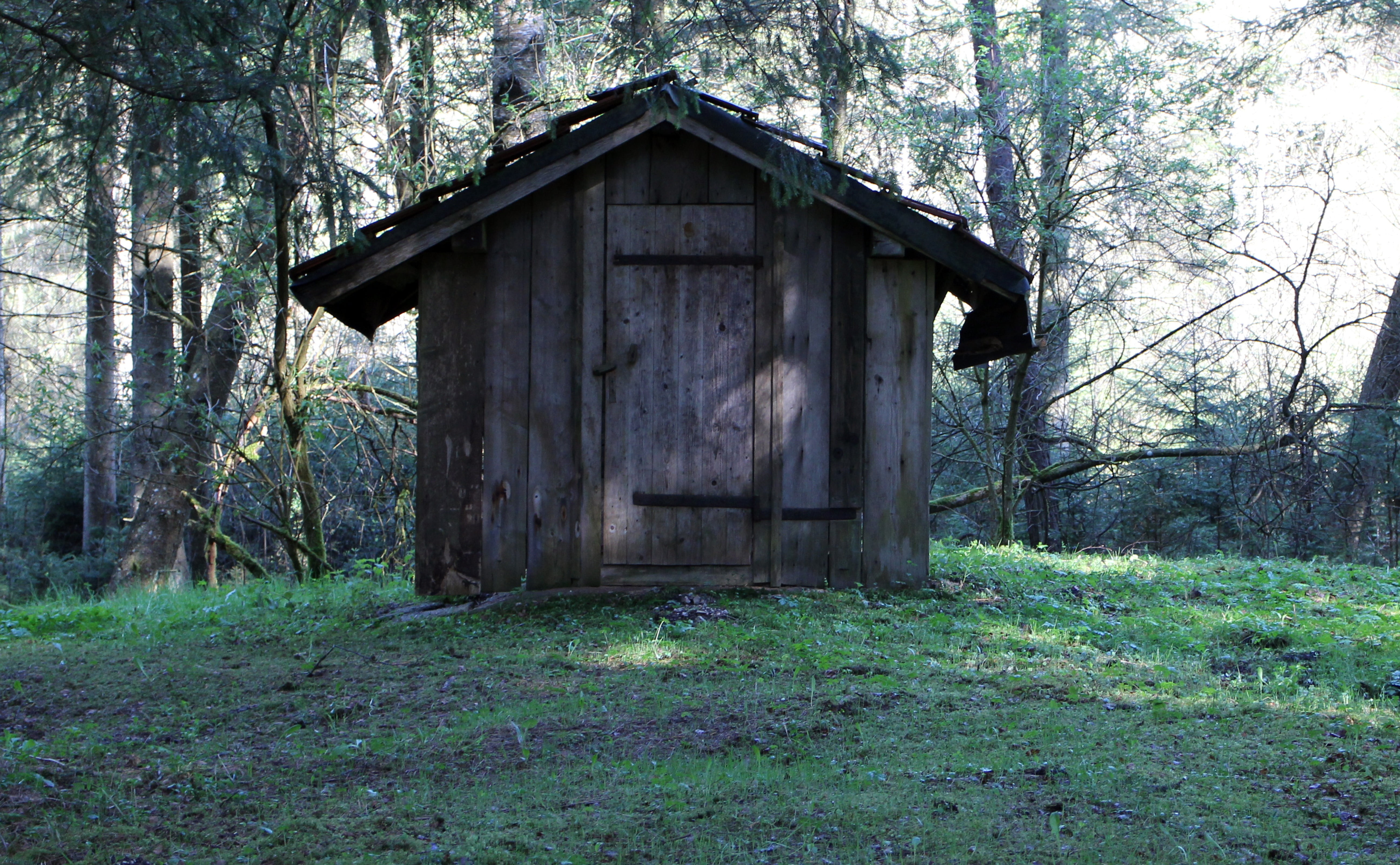 woodland, built structure, mountain hut, cabin, abandoned, plant, green color, log cabin, outdoors, architecture, scale, old, grass, tranquility, rest house, HD Wallpaper