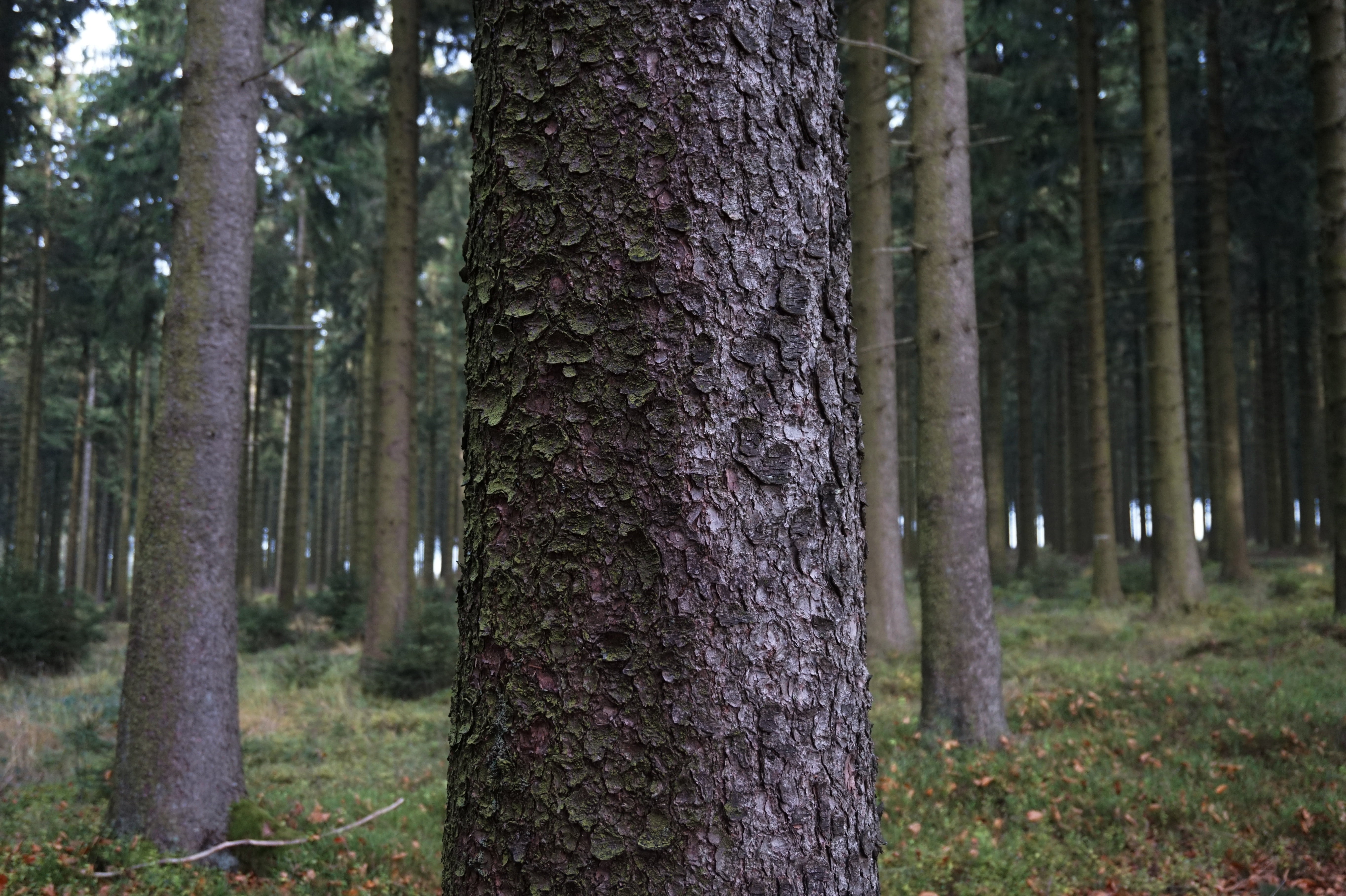 grass, land, wood, color, tree trunk, beautiful, day, plant bark, nature, bark, focus on foreground, relaxation, spruce, plant, forest, landscape, 5K, HD Wallpaper