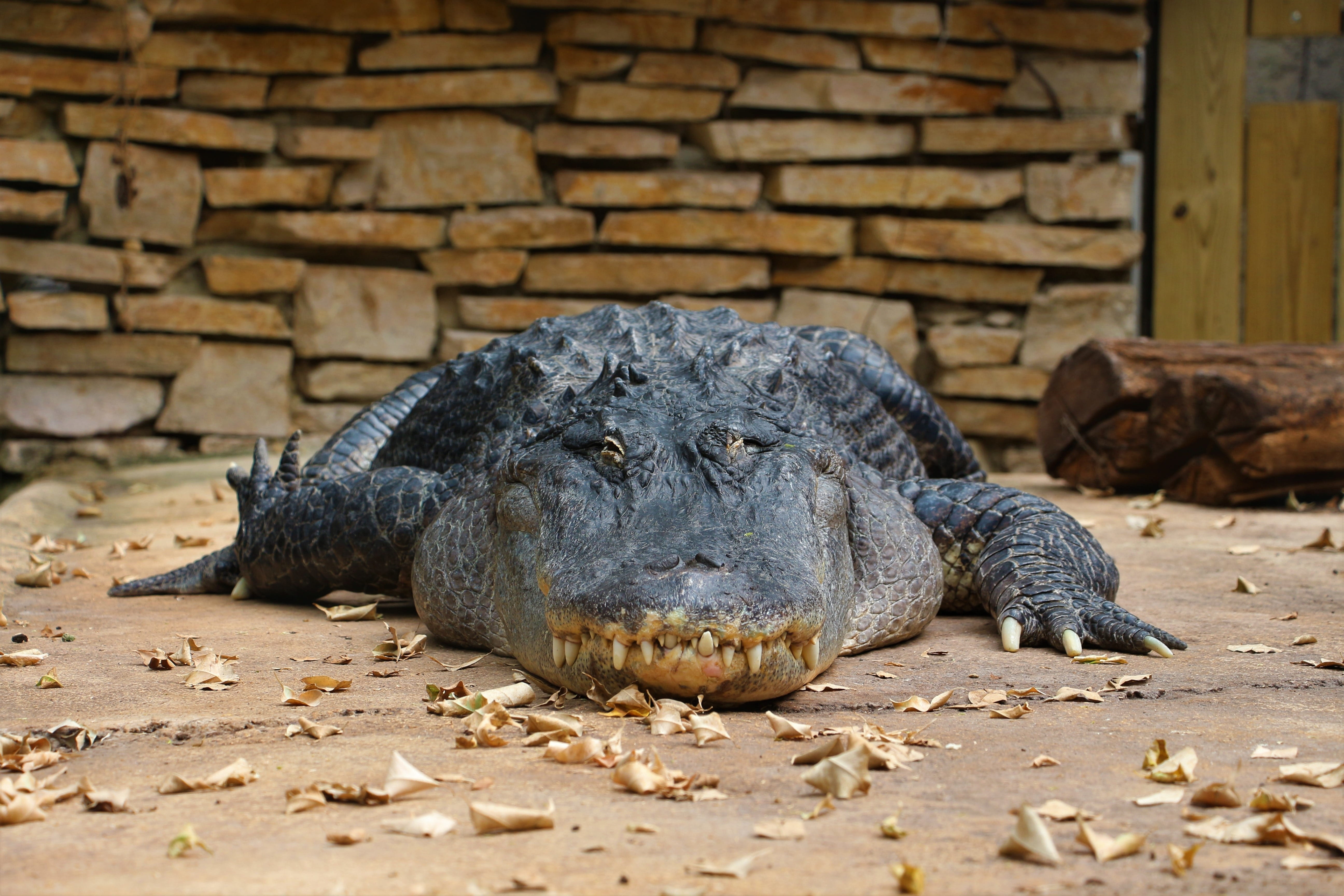 beauval, legs, outdoors, predator, claws, animal wildlife, œil, animal themes, 5K, resting, sand, rest, no people, terrarium, relaxation, lying down, crocodile, HD Wallpaper