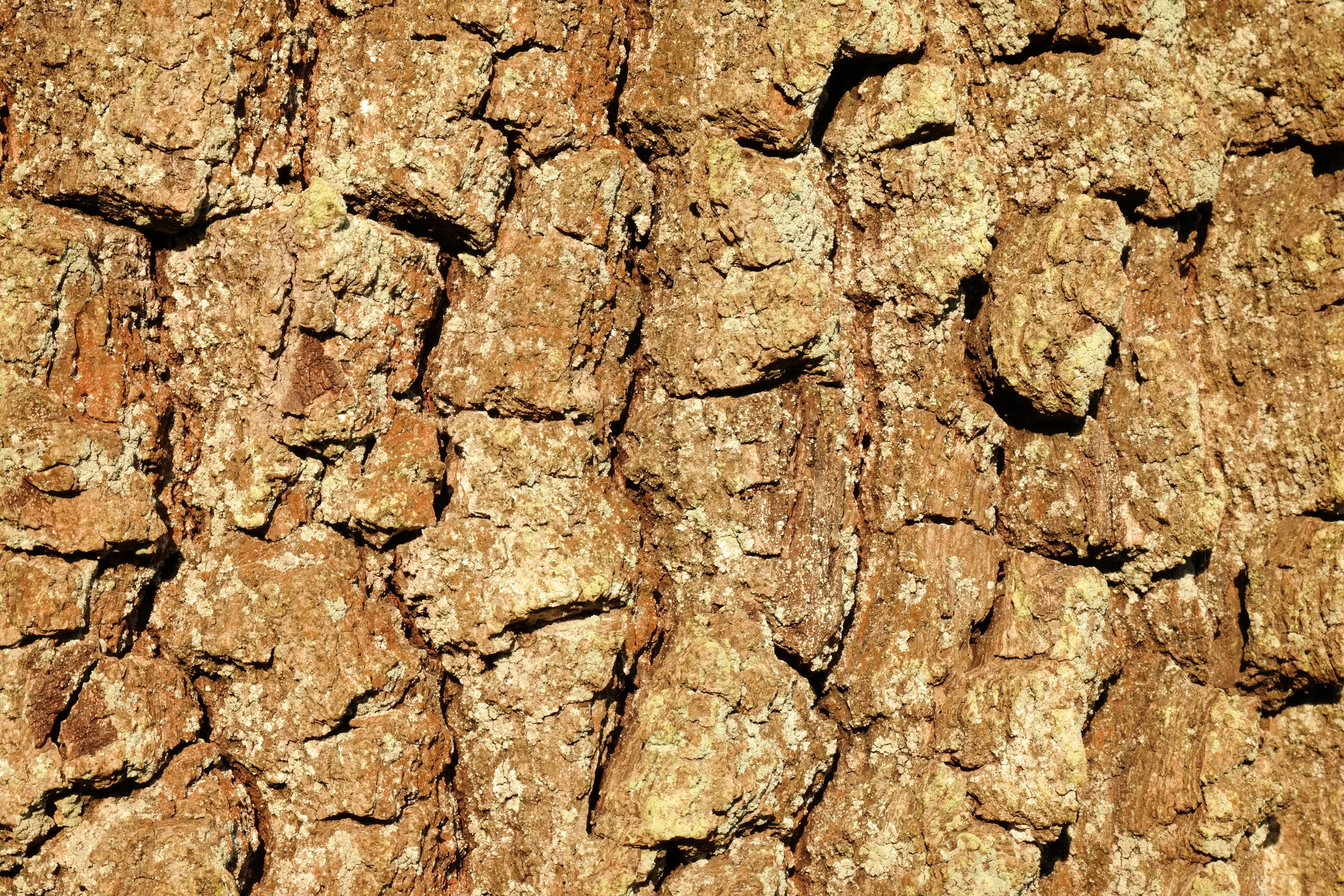 5K, wood - material, sunlight, scale, tree trunk, structure, nature, scaly, plant bark, brown, rough, pattern, solid, weathered, outdoors, oak, no people, HD Wallpaper