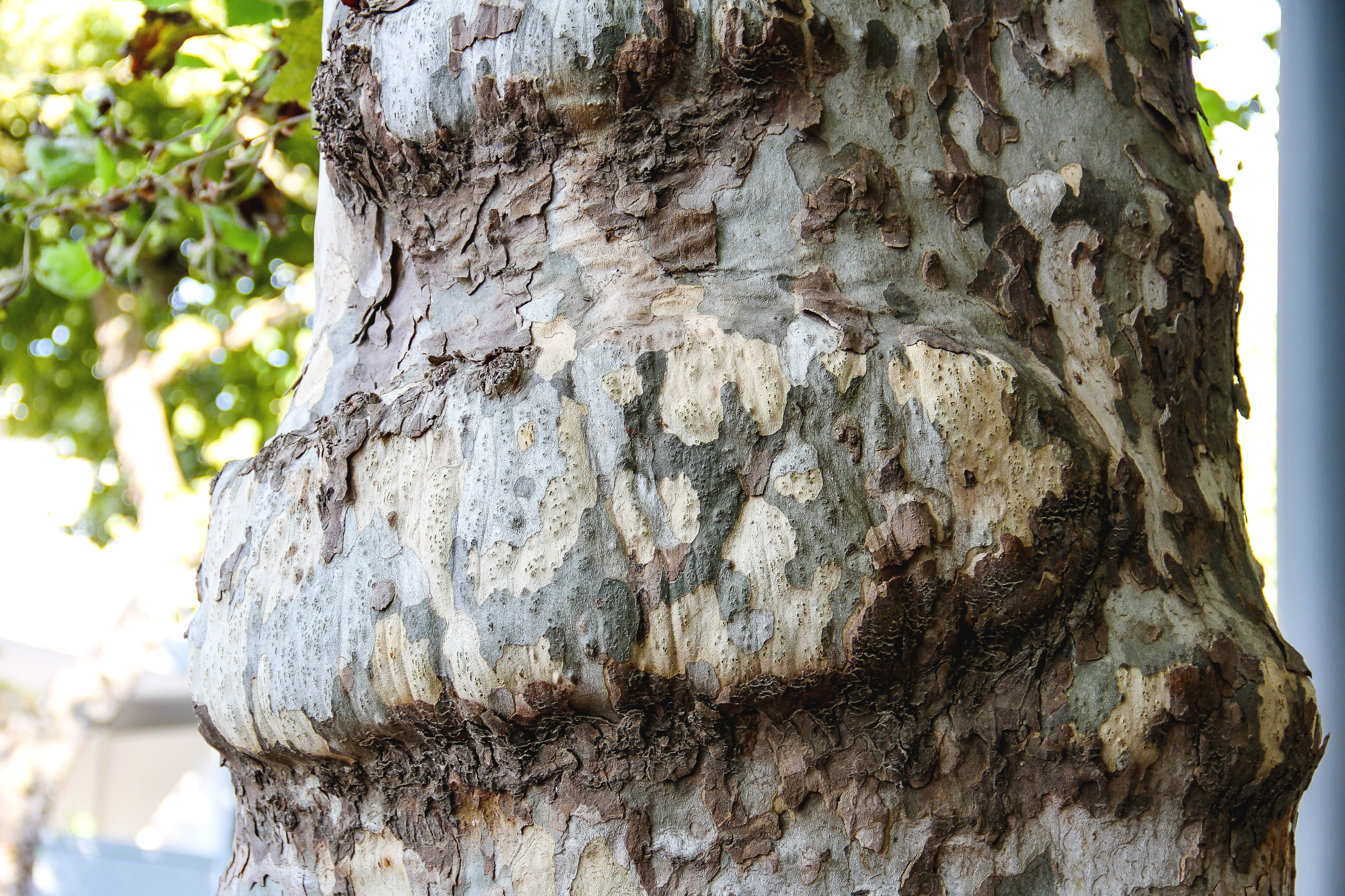 nature, structure, no people, trunk, scales pattern, growth, brown, wooden structure, close-up, old tree, wood, rough, sunlight, wood - material, plant bark, HD Wallpaper
