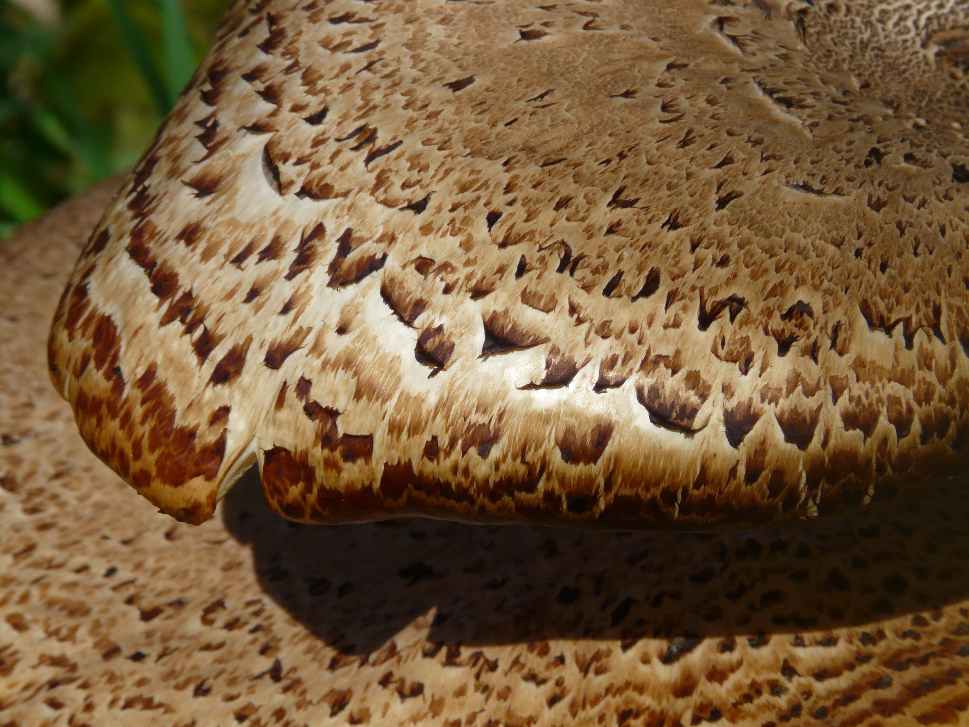 log, polyporus squamosus stalk, pattern, still life, Tree Fungus, ready-to-eat, freshness, sweet food, focus on foreground, outdoors, food, animals in the wild, HD Wallpaper