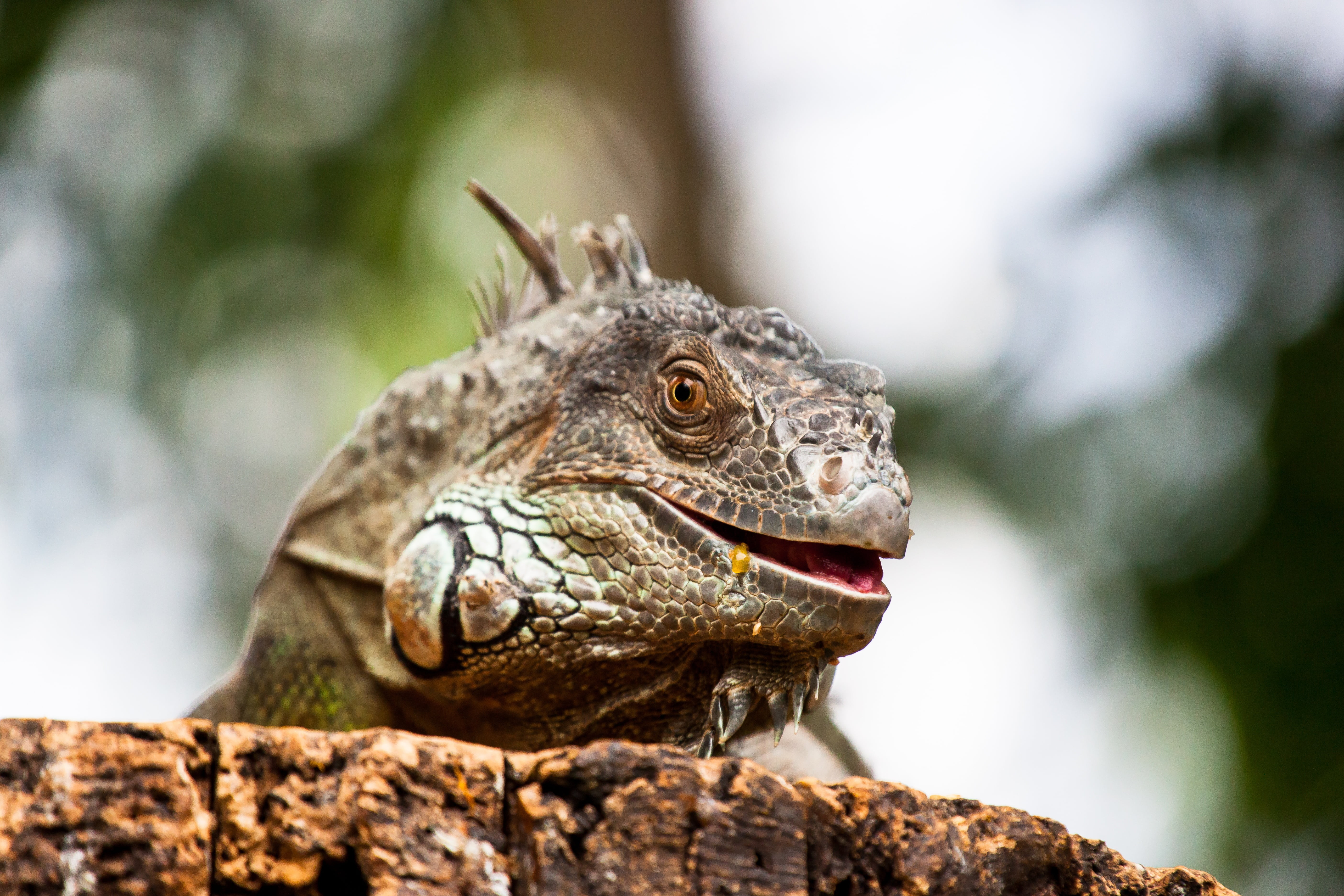reptile, art fair, animal head, portrait, bearded, black, day, focus on foreground, brown, rock - object, scale, close, pattern, 5K, log, mouth open, outdoors, HD Wallpaper