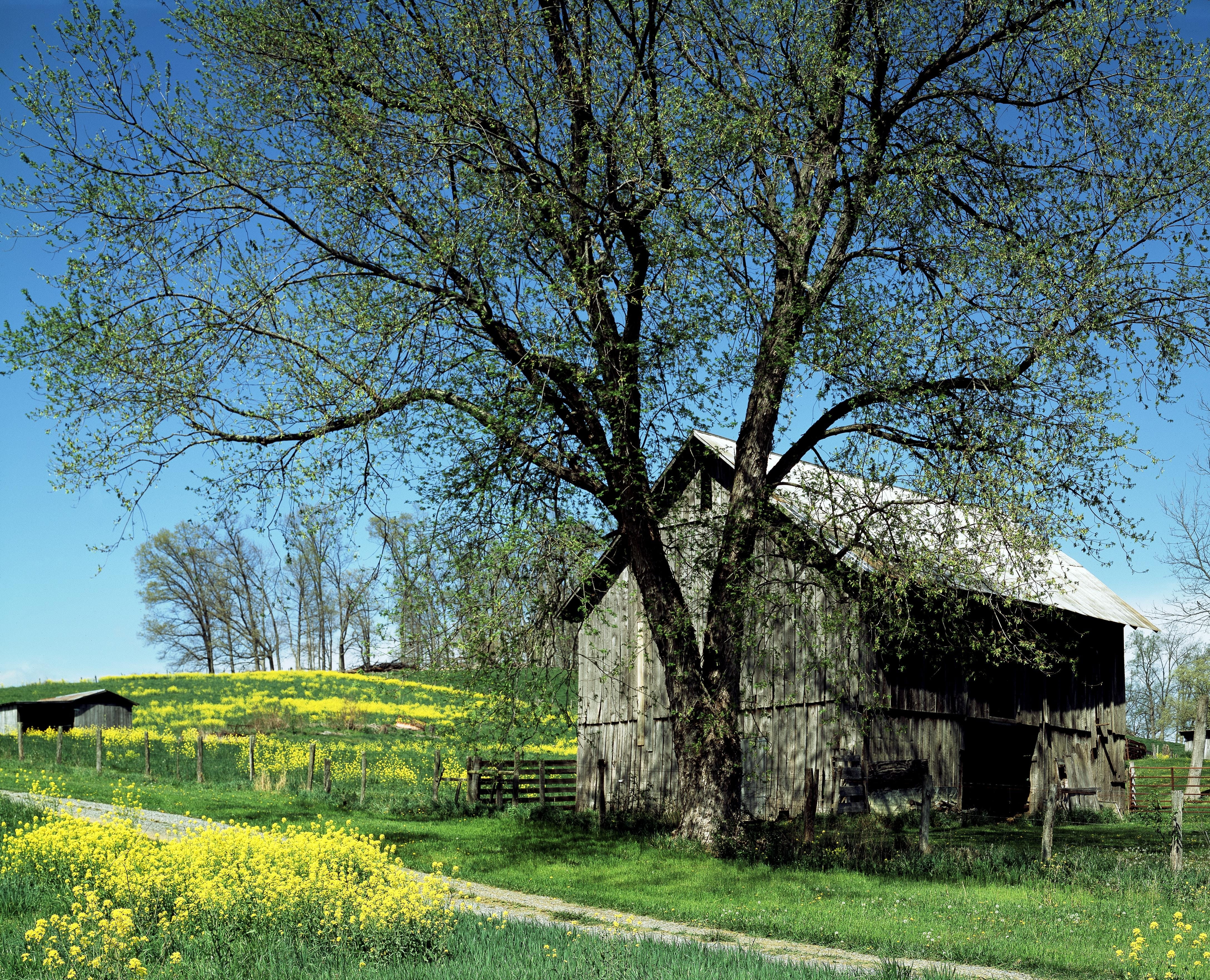 nature, heustadel, united states, stadl, hut, wood, field, built structure, outdoors, grass, spring, beauty in nature, landscape, flowers, hayloft, decaying house, HD Wallpaper