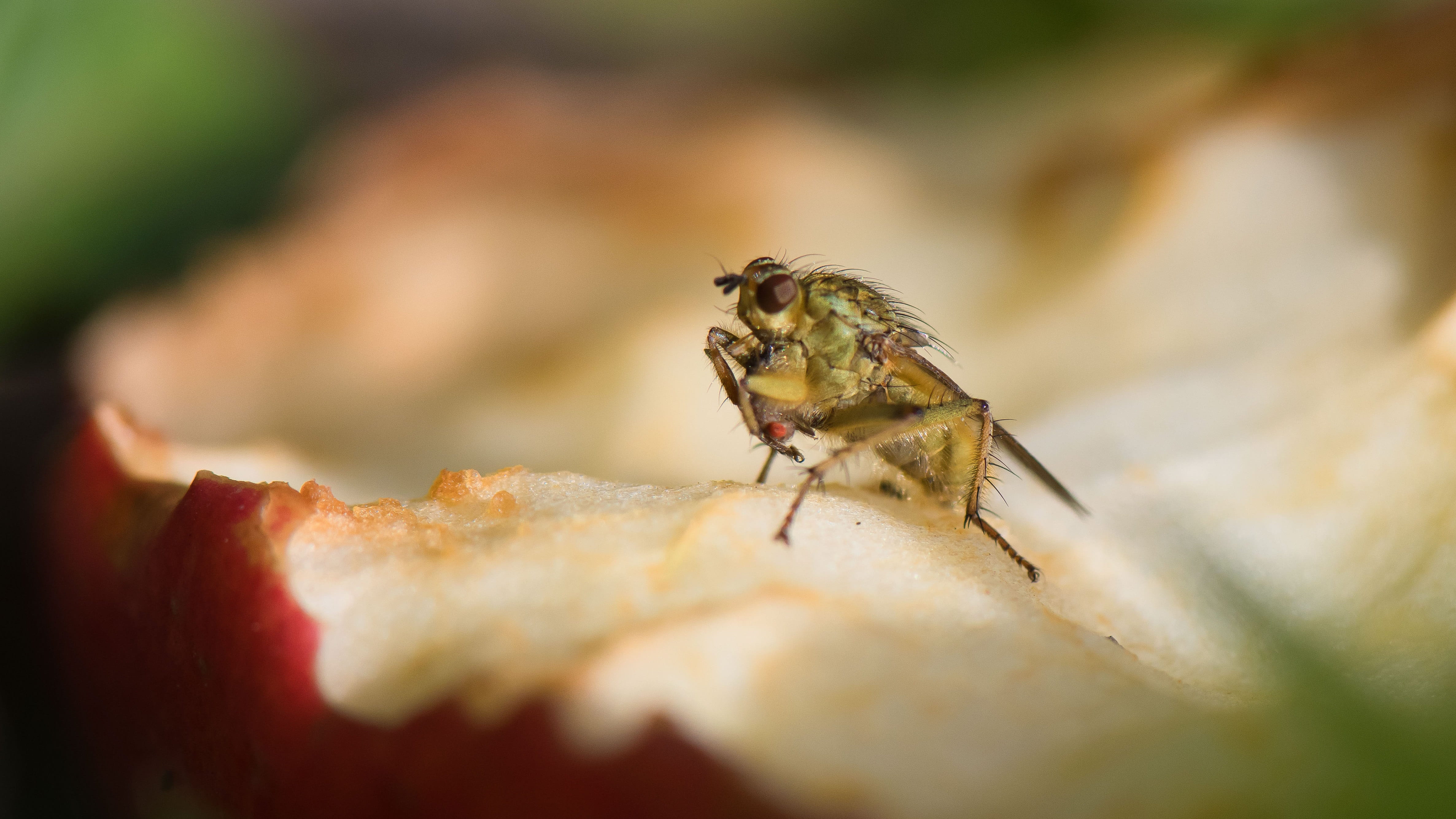 animal wildlife, animal themes, power supply, leaf, red, outdoors, animal body part, day, selective focus, invertebrate, no people, animal, harvest, close-up, HD Wallpaper