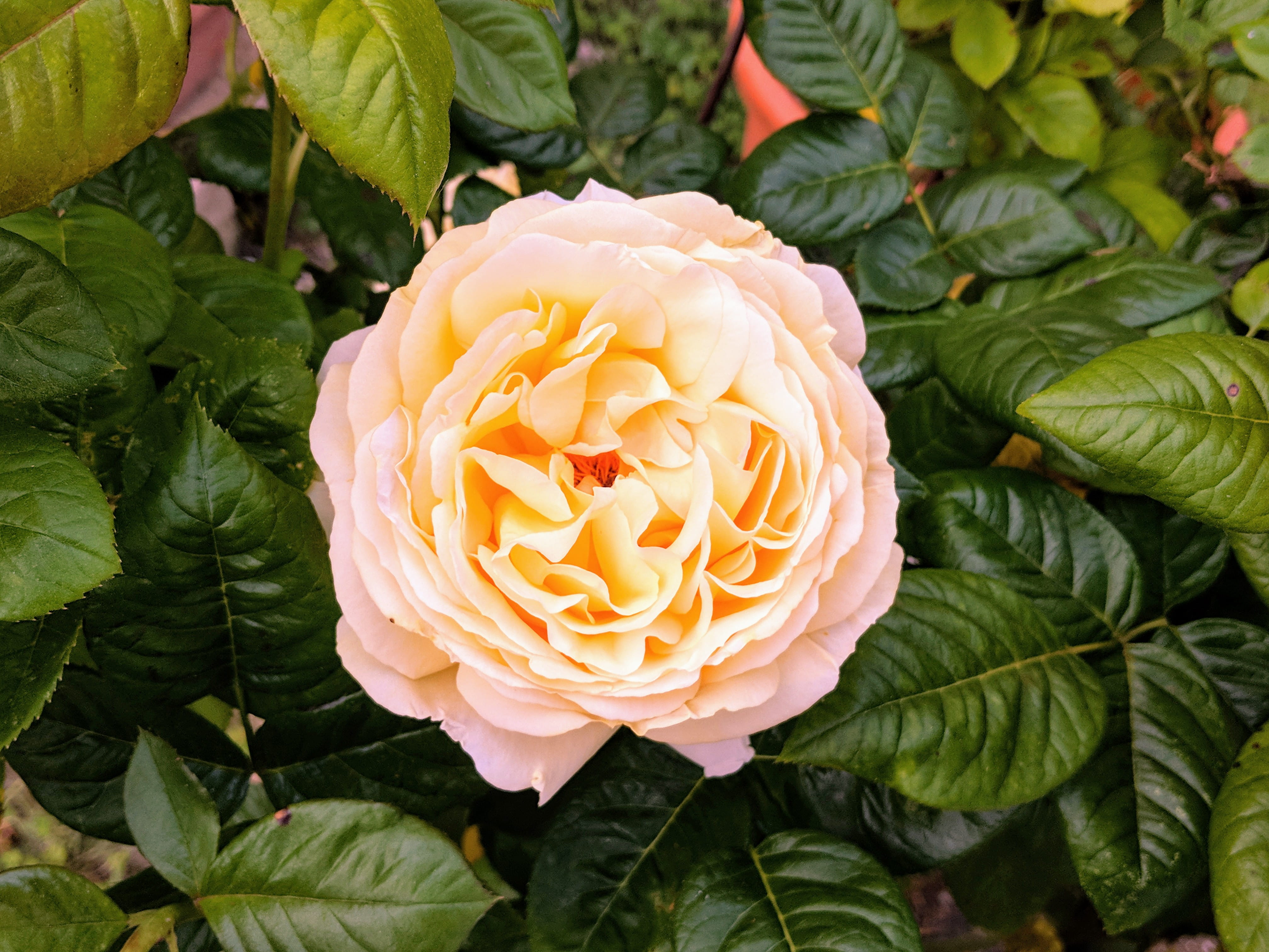 petal, no people, flowering plant, 7 impasse paul bert, beauty in nature, plant, freshness, close-up, close, rose - flower, green color, plant part, flower, HD Wallpaper