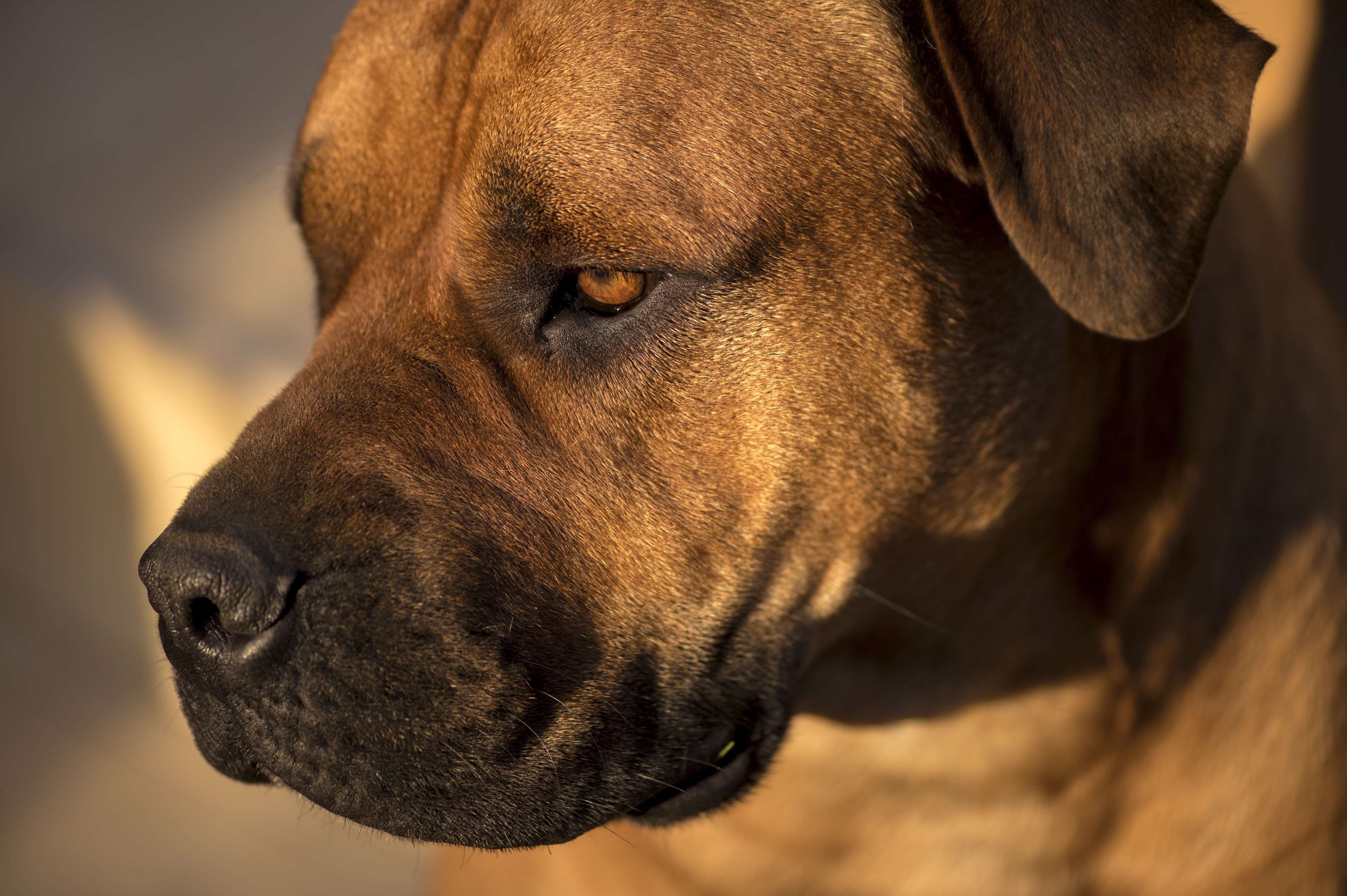 snout, pets, domestic animals, looking away, nose, day, whisker, sunset, vertebrate, one animal, animal, mammal, profile view, africa, no people, animal eye, HD Wallpaper