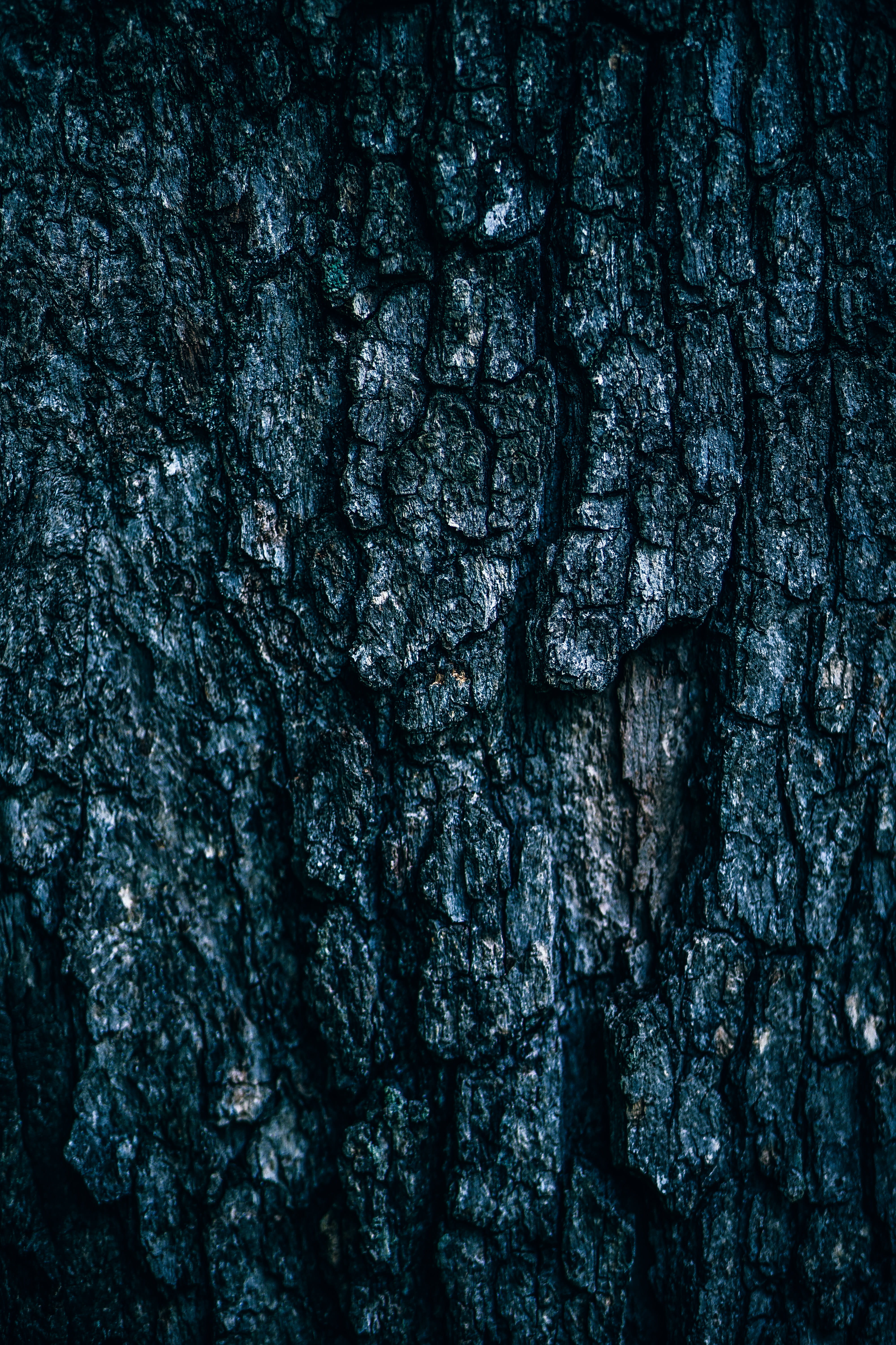 tree, bark, wooden, cracked, growth, natural pattern, outdoors, wood, natural, trunk, textured, close-up, solid, dark, textured effect, tree trunk, abstract, Phone HD Wallpaper