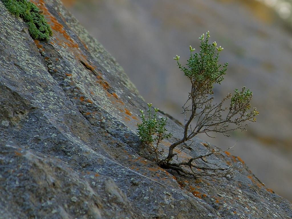 plant, textured, close-up, bäumchen, tough, young, tranquility, rough, nature, small, beauty in nature, seedling, no people, selective focus, outdoors, HD Wallpaper