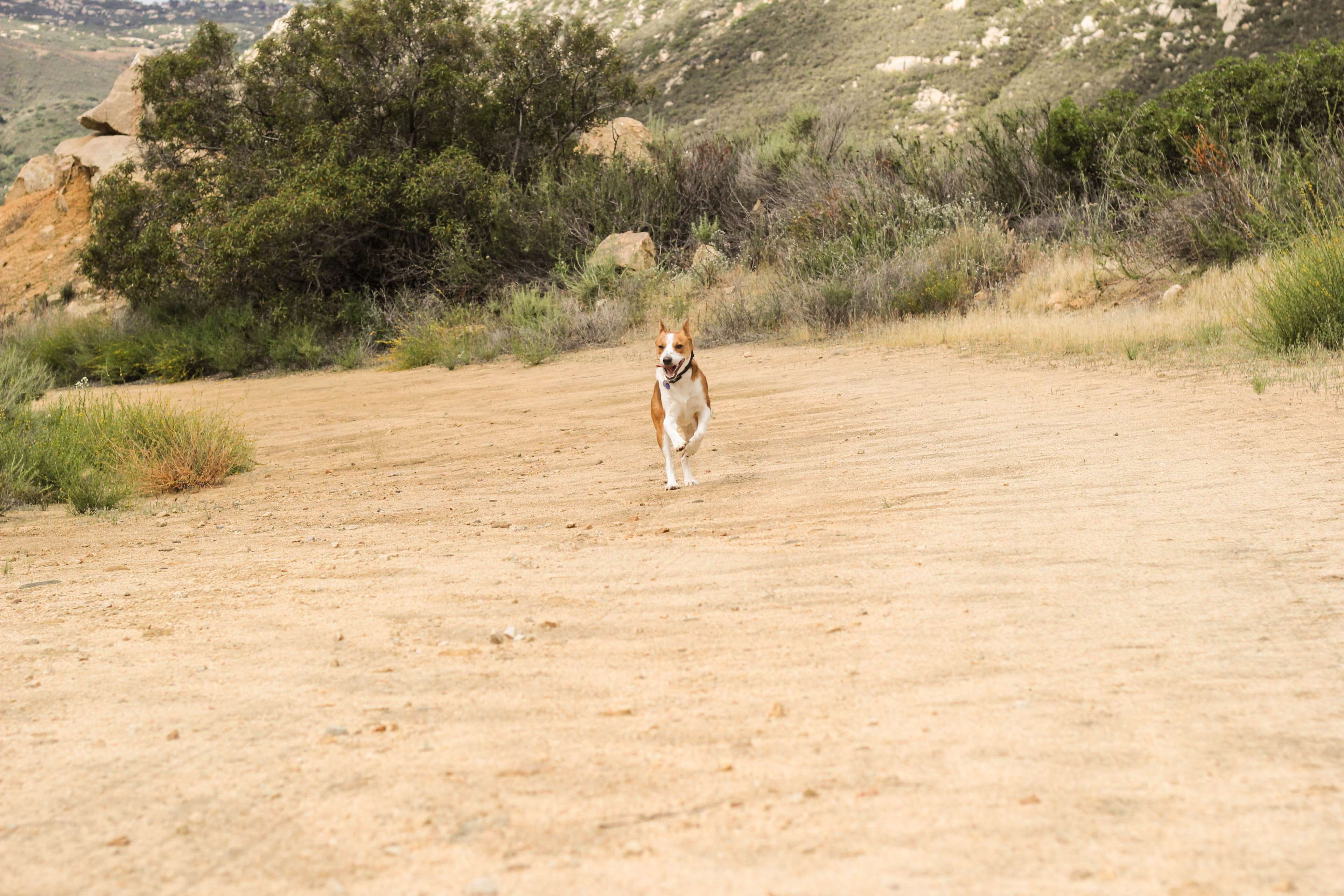 cattle dog, front view, dog, full length, real people, lifestyles, women, 4K, runner, hiking, walking, one person, adult, casual clothing, outdoors, plant, HD Wallpaper
