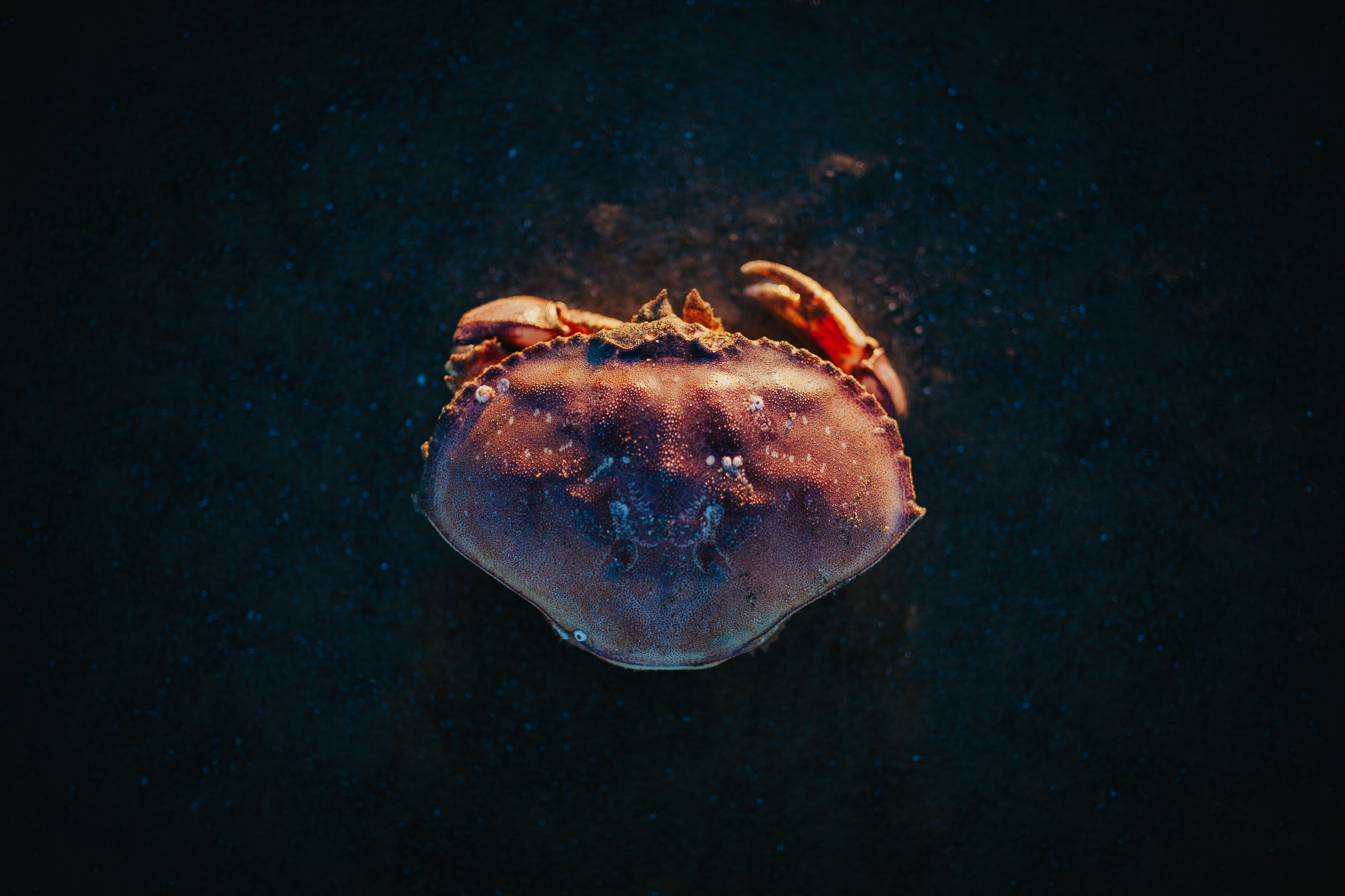 canon beach, sealife, ofg, underwater, photo, water, backgrounds, food, outdoors, crab, close-up, animal, claw, nature, 4K, no People, freshness, blue, HD Wallpaper