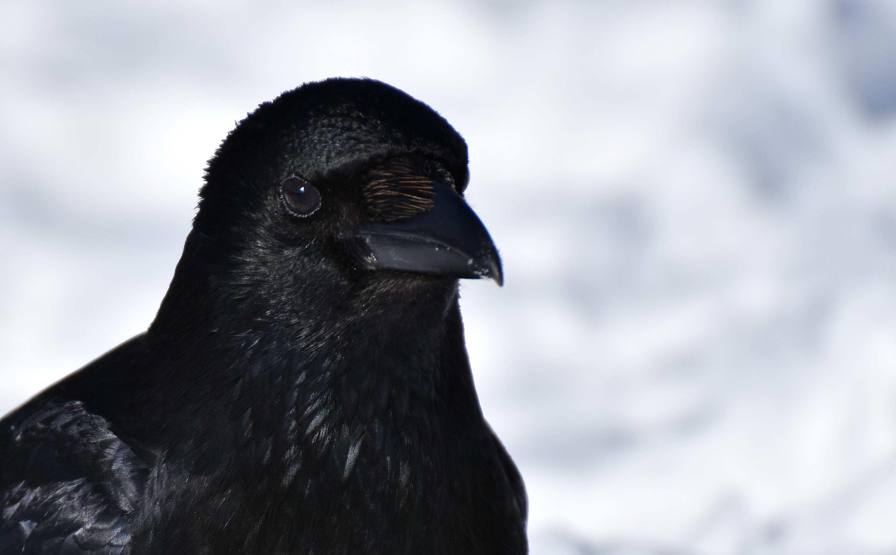 raven, corvidae, bill, close-up, animal body part, animal wildlife, one animal, beak, animals in the wild, animal head, cloud - sky, no people, ofg, portrait, HD Wallpaper