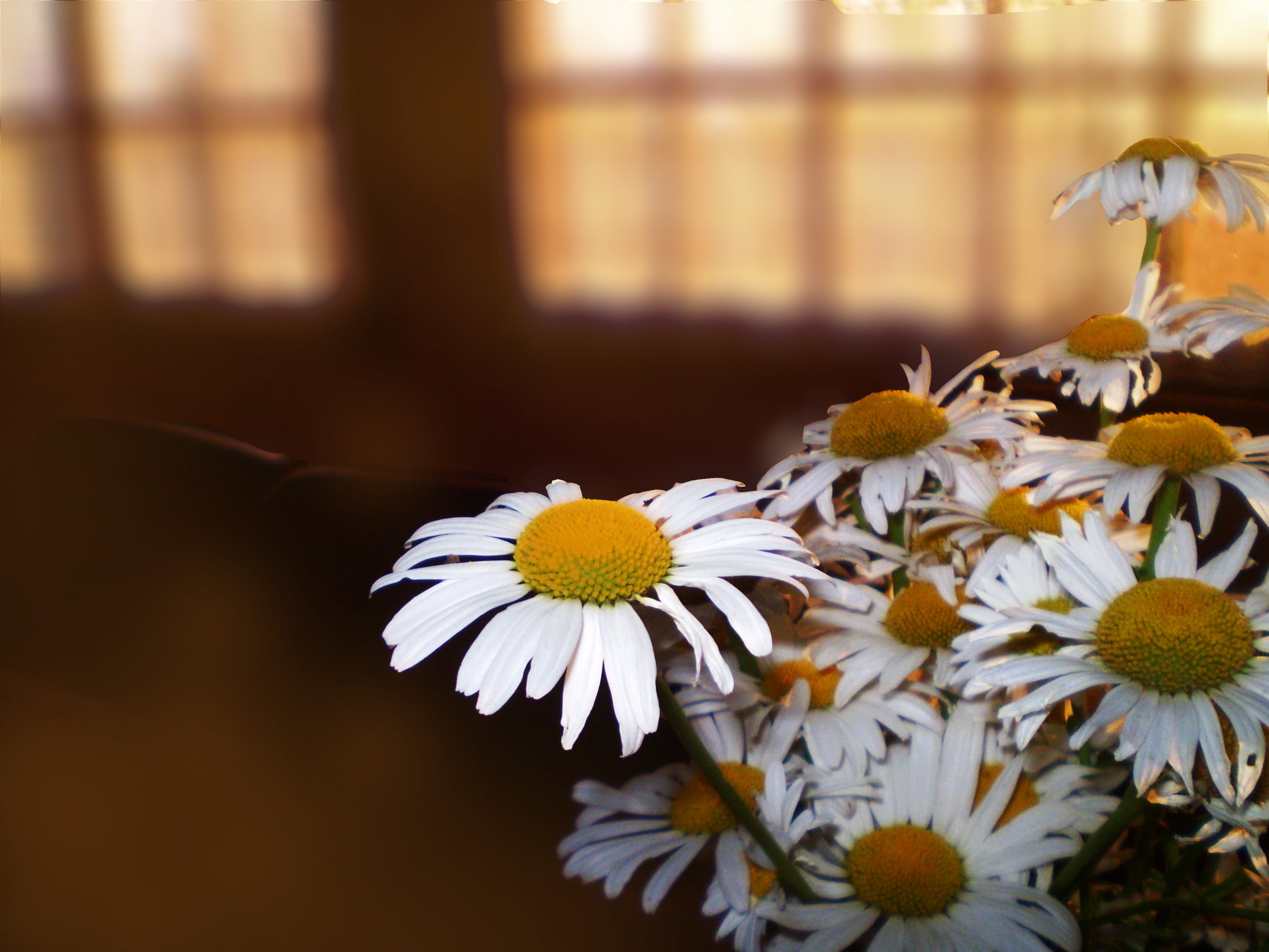 vulnerability, yellow, bouquet, growth, inflorescence, daisy, selective focus, plant, margaritas, close-up, flower, penumbra, beauty in nature, focus on foreground, HD Wallpaper