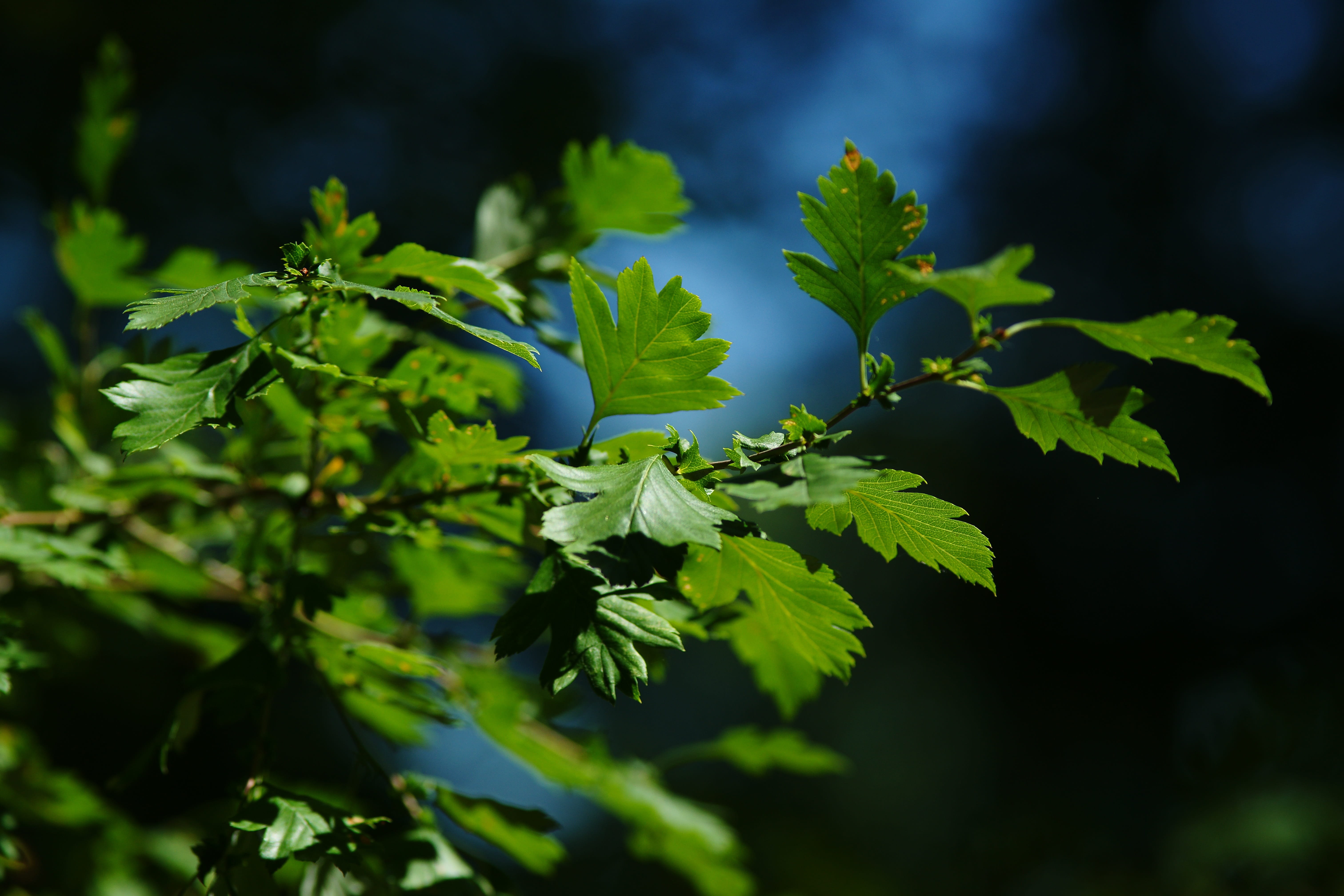 herb, close up, healthy eating, leaf, food, landscape, natural, focus on foreground, nature, 5K, green color, close-up, plant part, leaves, penumbra, flower, HD Wallpaper