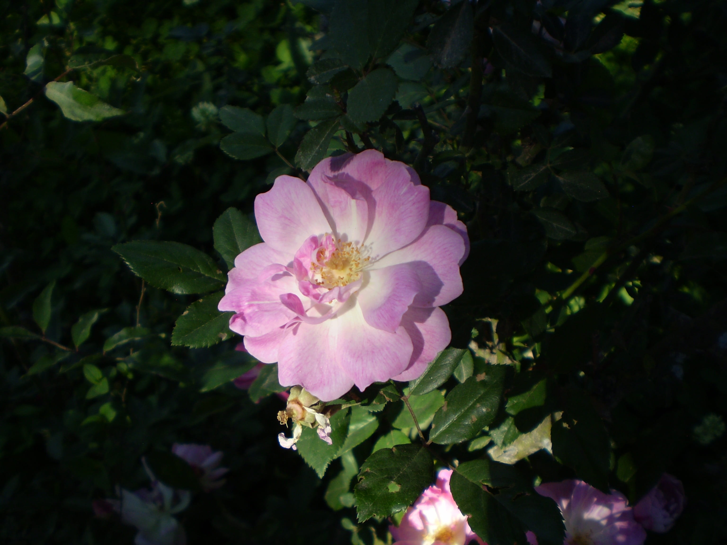 close-up, inflorescence, focus on foreground, pink color, no people, purple, flowering plant, 2K, petal, pollen, pink flower, rose, vulnerability, plant, HD Wallpaper