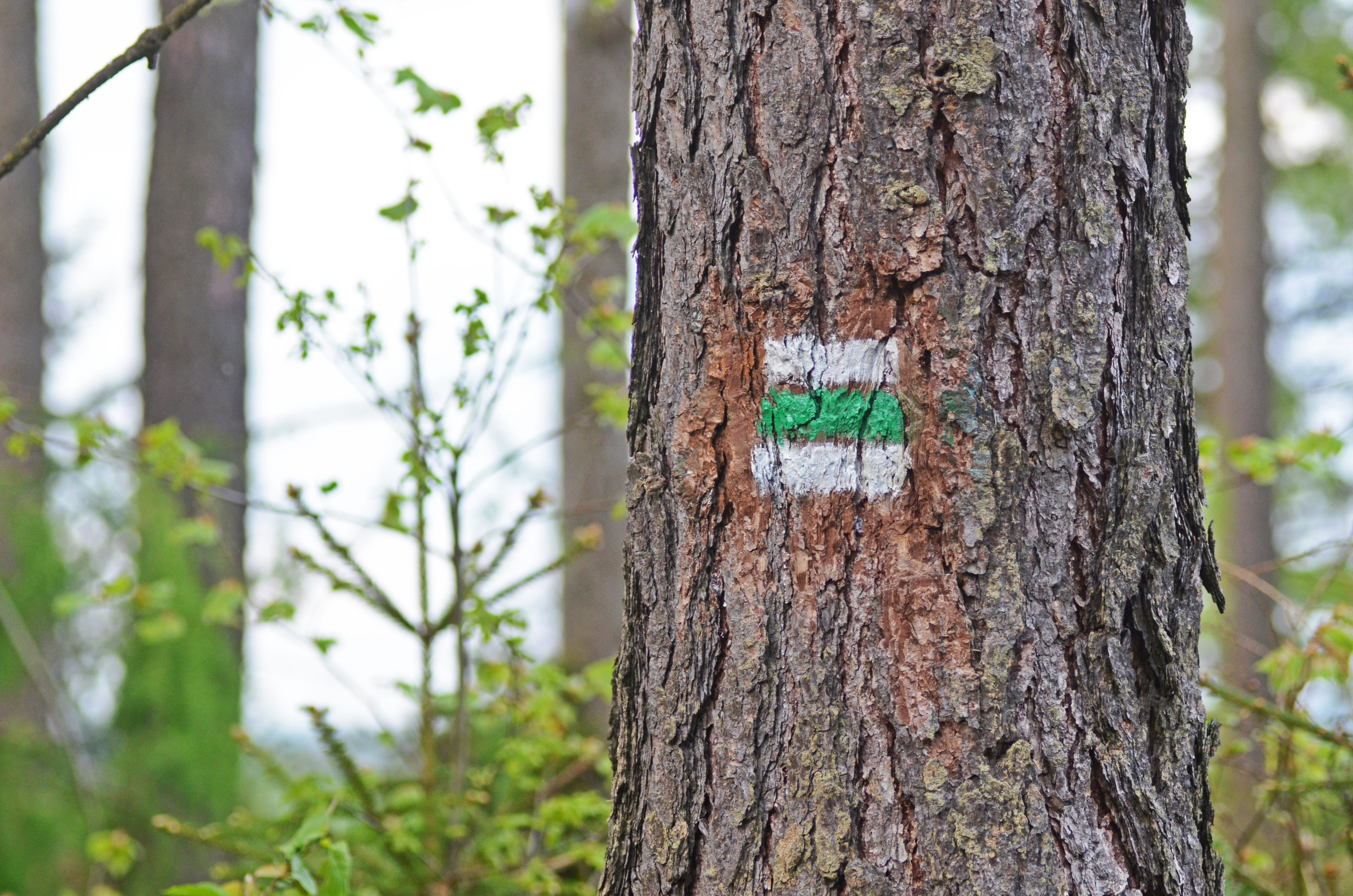 coniferous tree, day, focus on foreground, wood, tree trunk, nature, communication, extraction, no people, symbol, view, emotion, 4K, plant bark, forest, HD Wallpaper