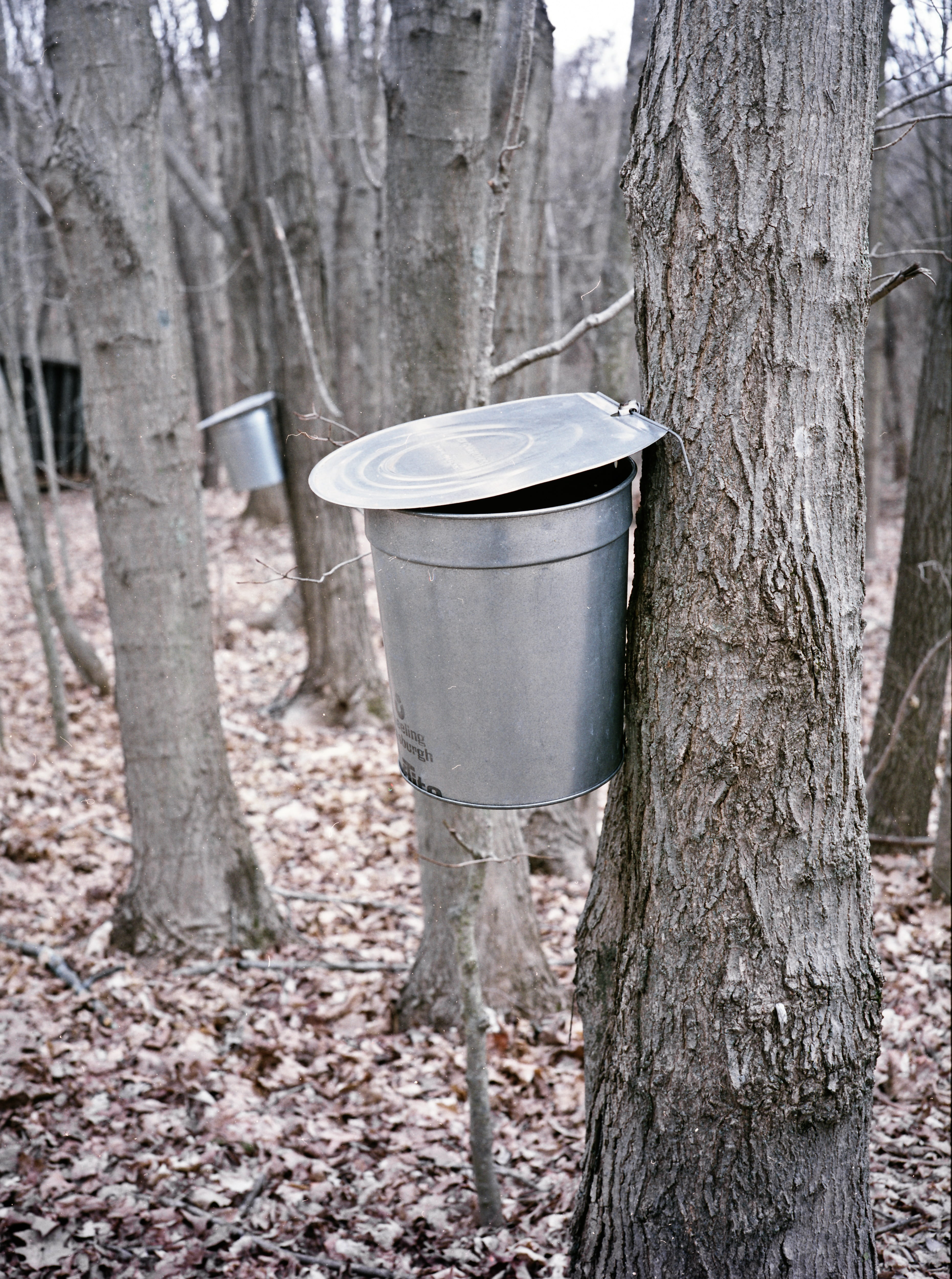 container, maple, tree, trunk, sugar maple, focus on foreground, metal, plant, new england, food and drink, woods, garbage bin, forest, bark, leaf, nature, Phone HD Wallpaper