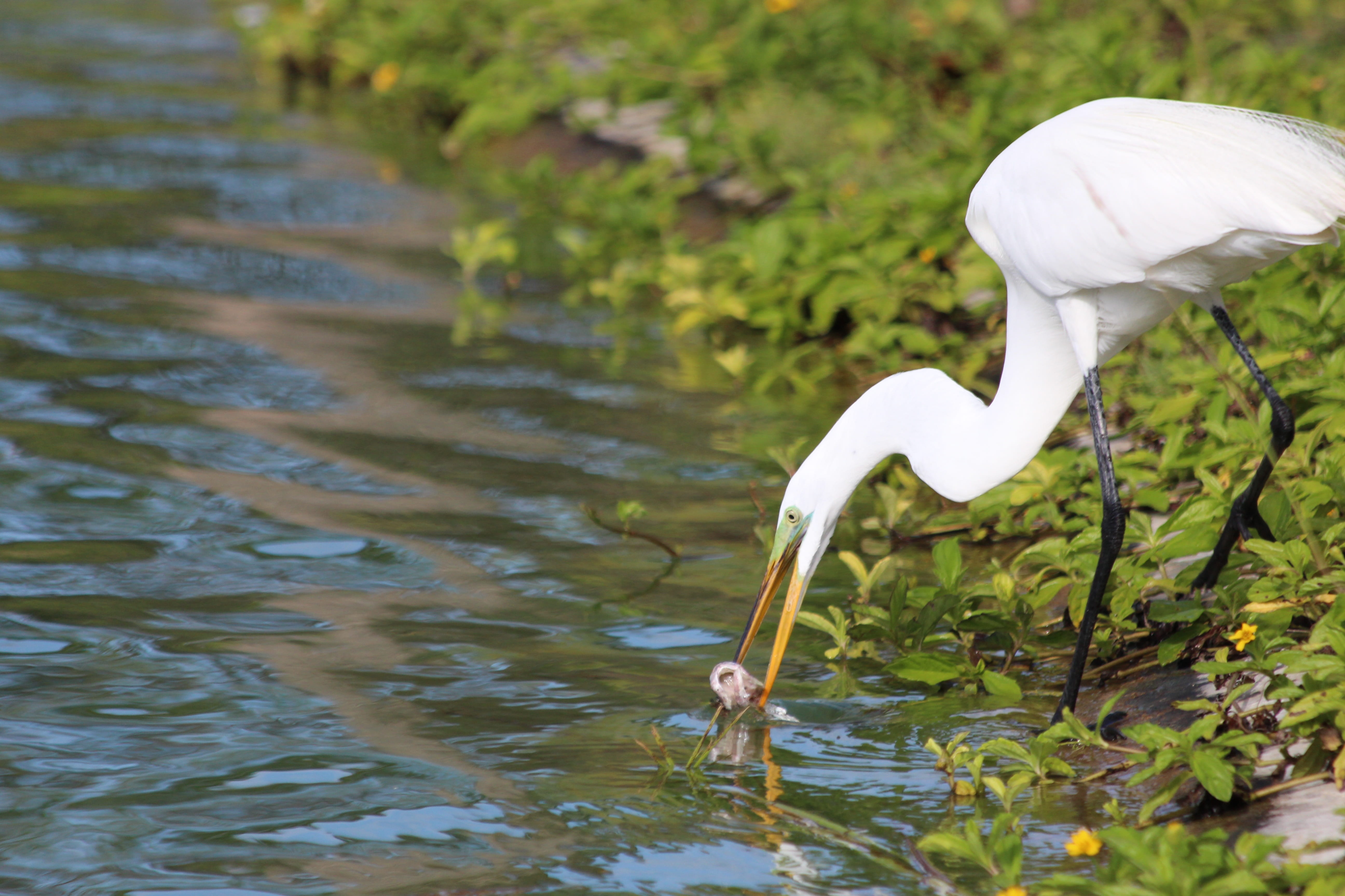great egret, beak, feathered race, animal head, plant, heron, green background, nature, 5K, lake, white color, egret, extraction, one animal, vertebrate, HD Wallpaper