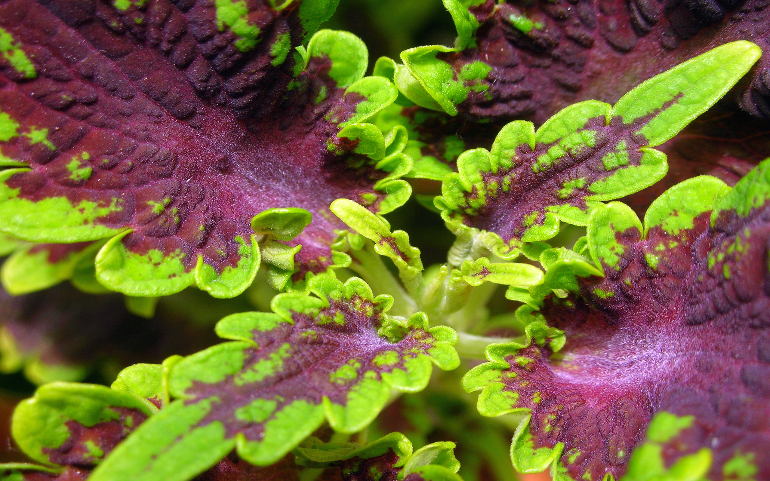 extract, coleus, root, weight, diseases, 2K, plant, forskohlii, asthma, loss, HD Wallpaper