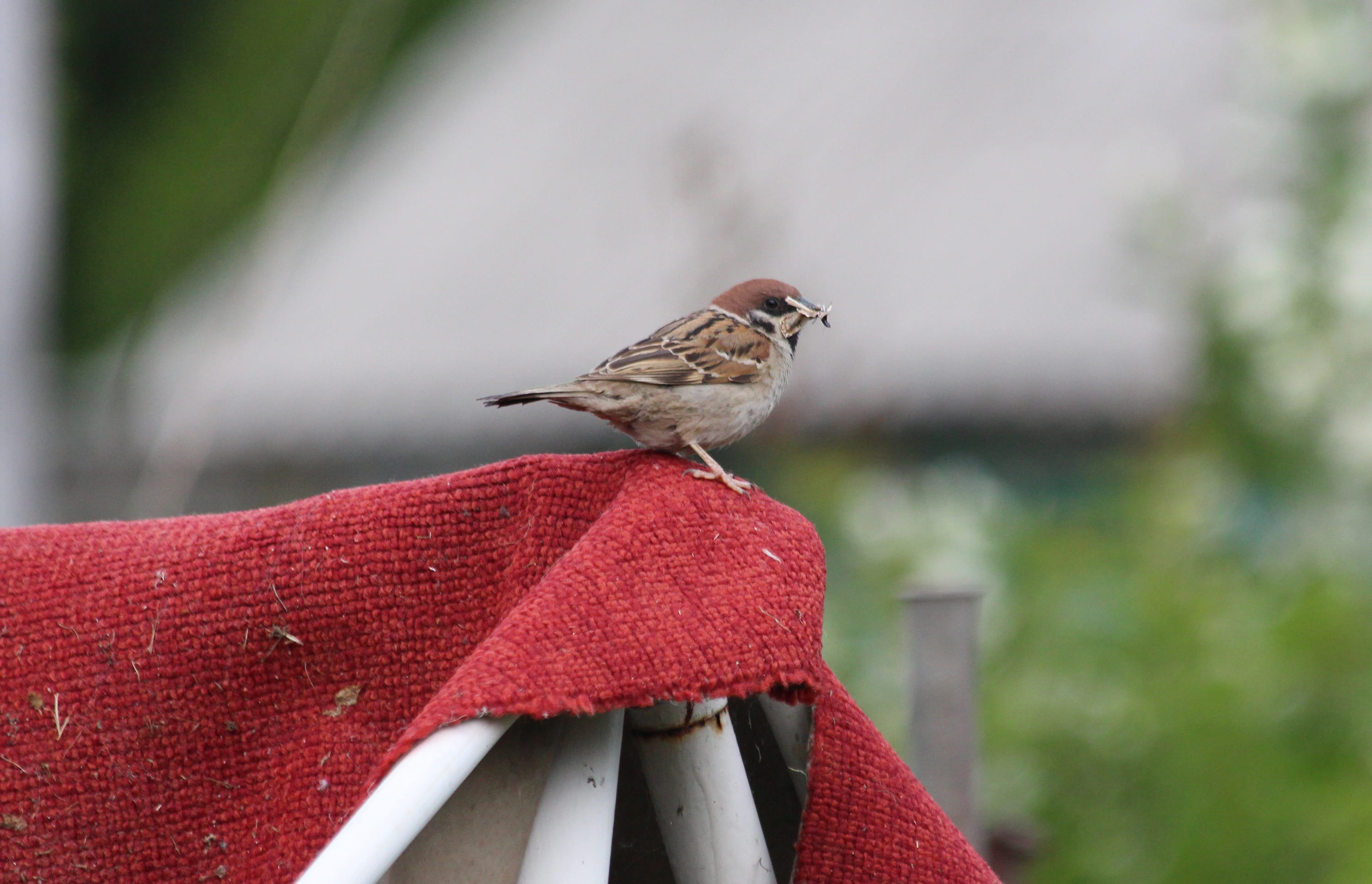 animal wildlife, nature, summer, animal themes, not man, one, focus on foreground, animal, songbird, feathered race, day, plant, red, perching, sitting, HD Wallpaper