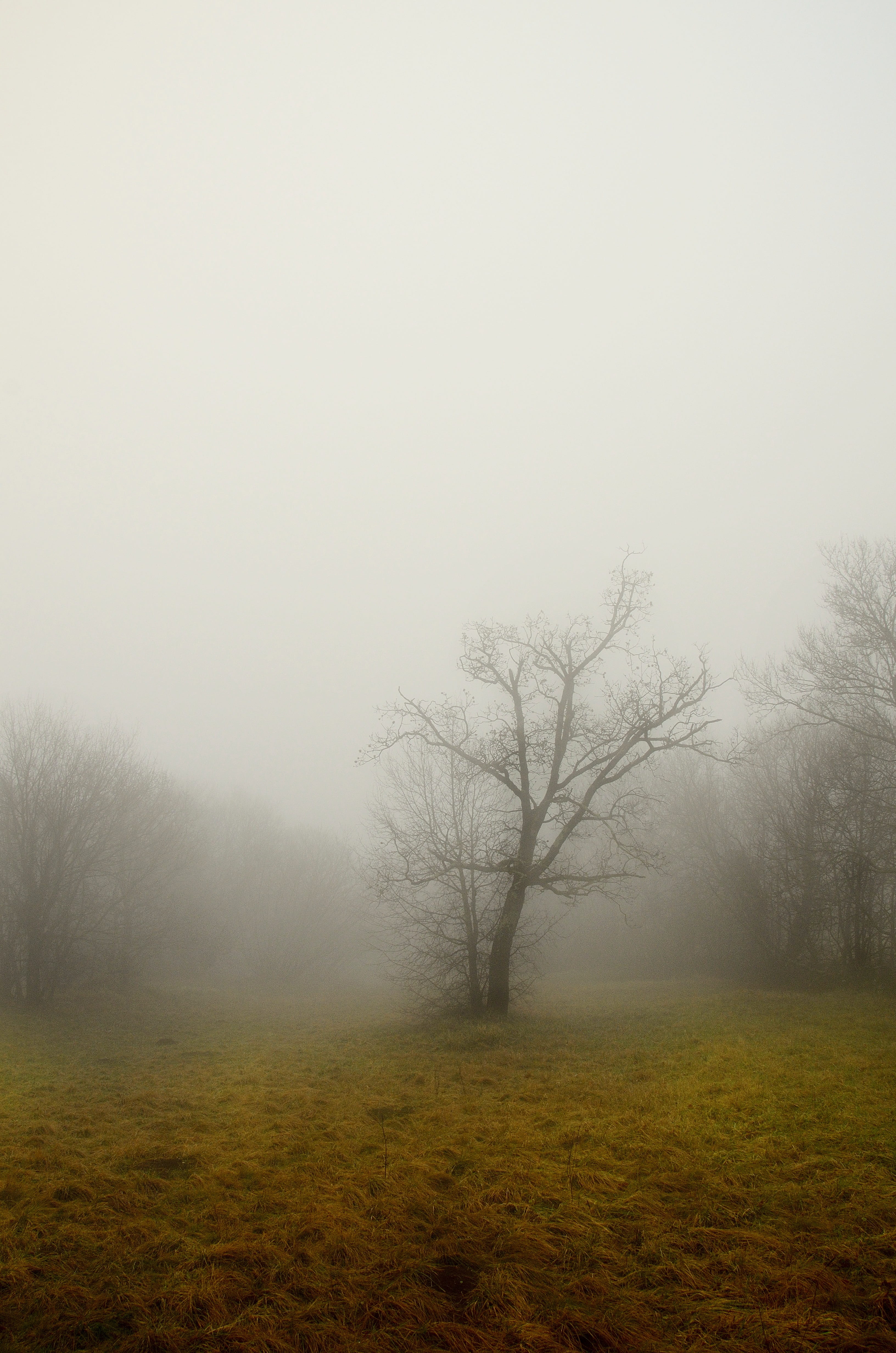forest, environment, fog, into the woods, tree branches, walk, landscape, twisted branches, autumn, hazy, italy, leaves, tranquility, land, mountain, bare, Phone HD Wallpaper