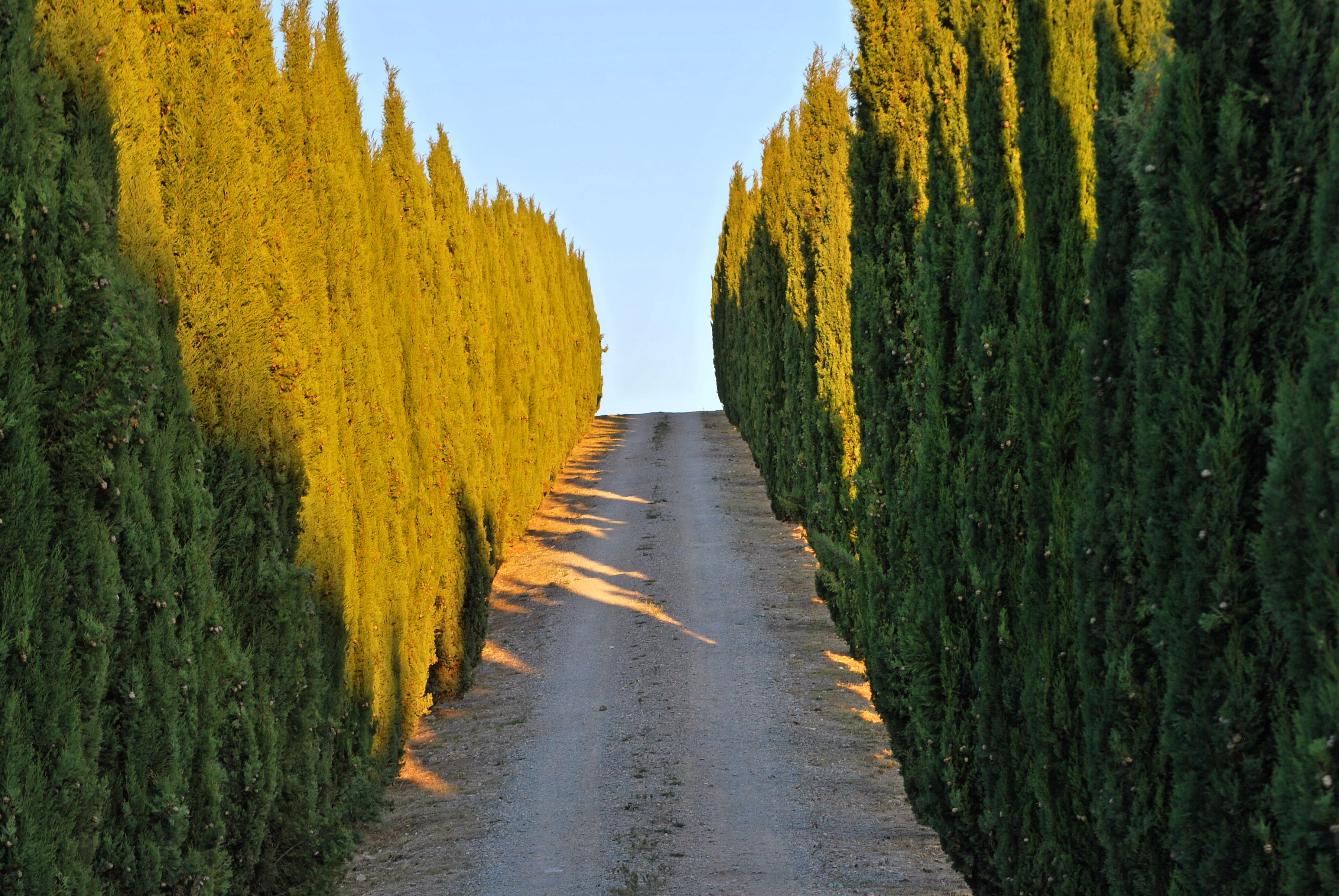 grass, cypress trees, change, the way forward, tranquility, sky, beauty in nature, plant, tranquil scene, road, nature, no people, 2K, day, autumn, transportation, HD Wallpaper