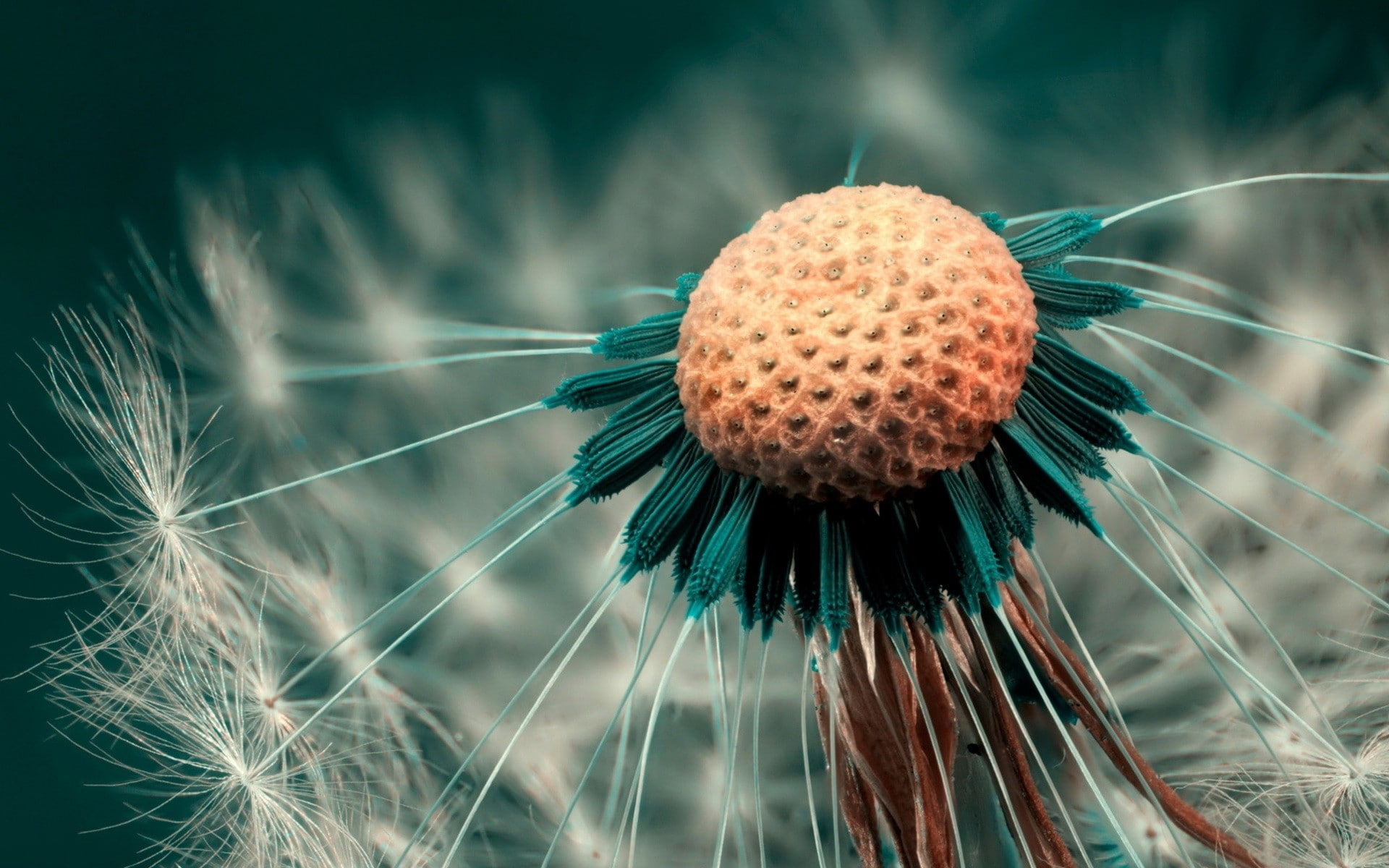 abstract, depth, x, nature, field, hd, closeup, dandelions, flowers, close-up, art, photography, 1080P, macro, HD Wallpaper