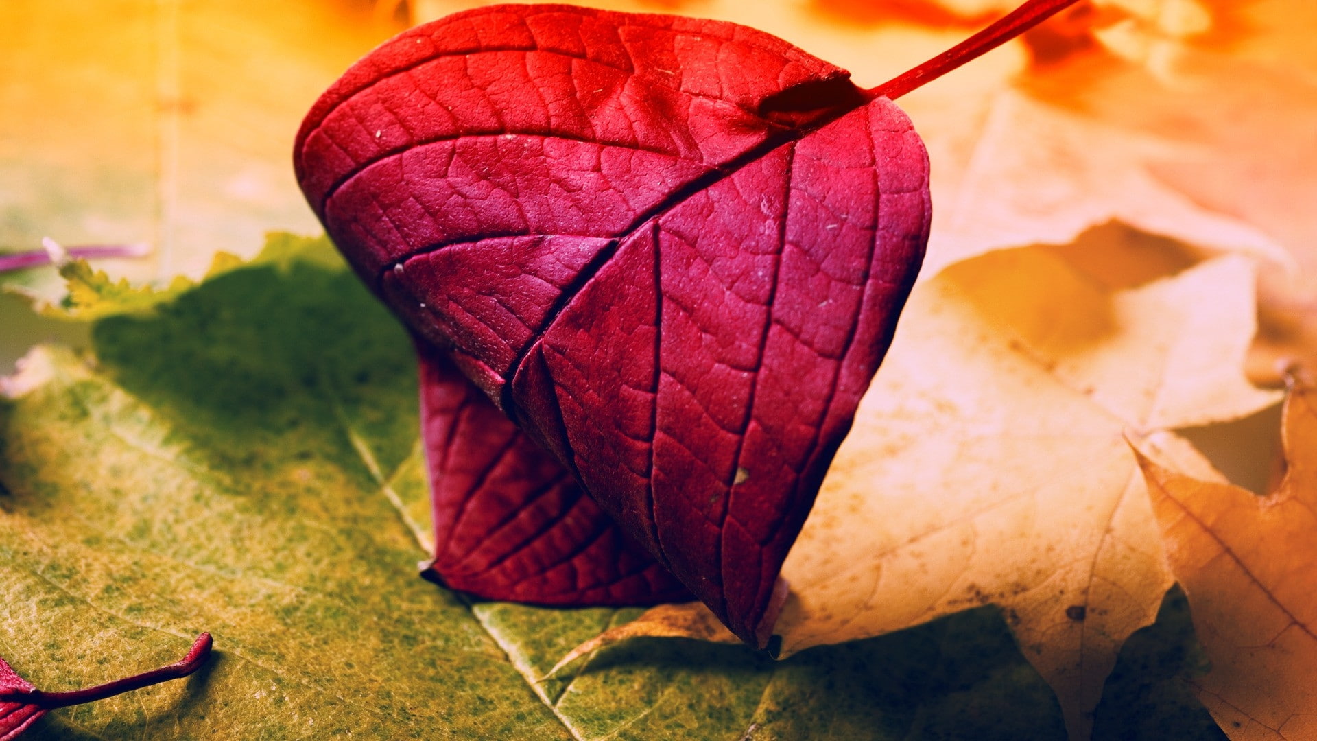 artwork, tagnotallowedtoosubjective, season, art, close-up, 1080P, Abstract, x, photography, autumn, hd, leaves, closeup, HD Wallpaper