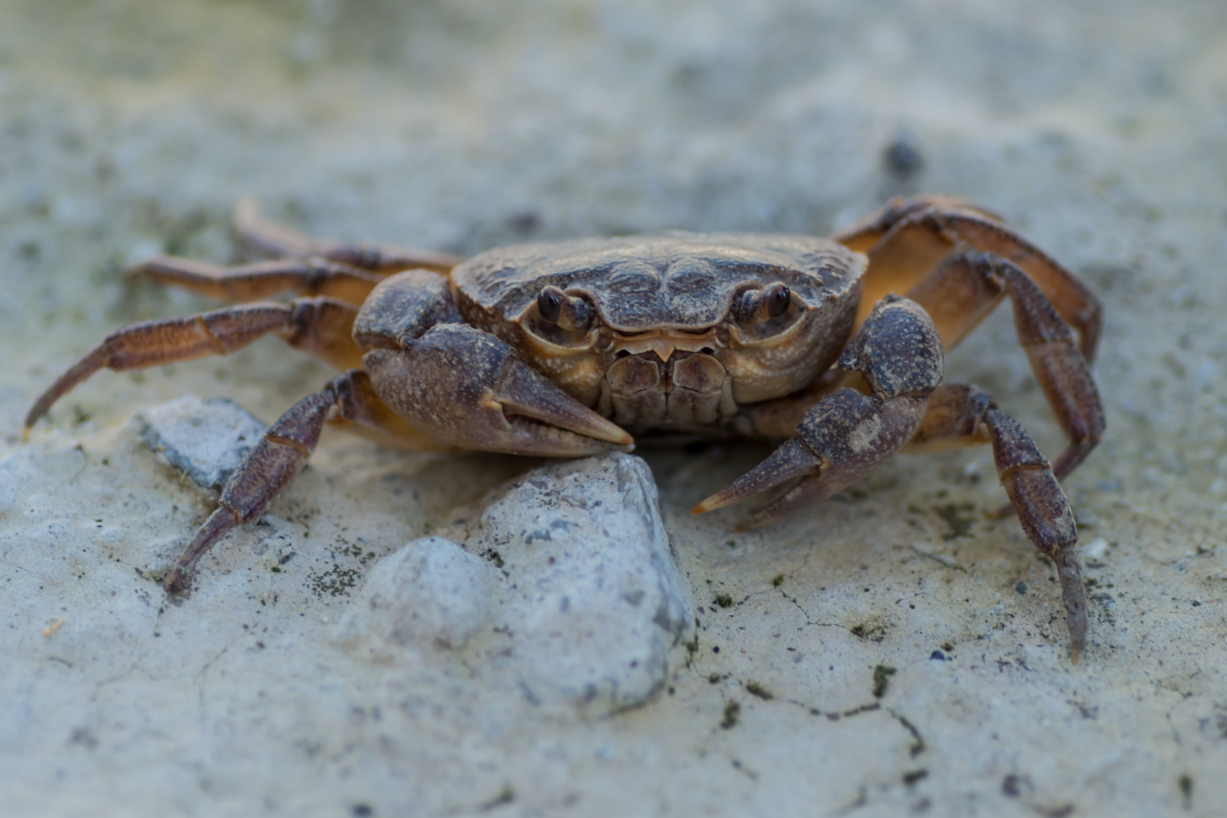 portrait, no people, sea life, animals in the wild, outdoors, zoology, animal themes, close-up, land, one animal, vertebrate, animal, selective focus, sea, HD Wallpaper