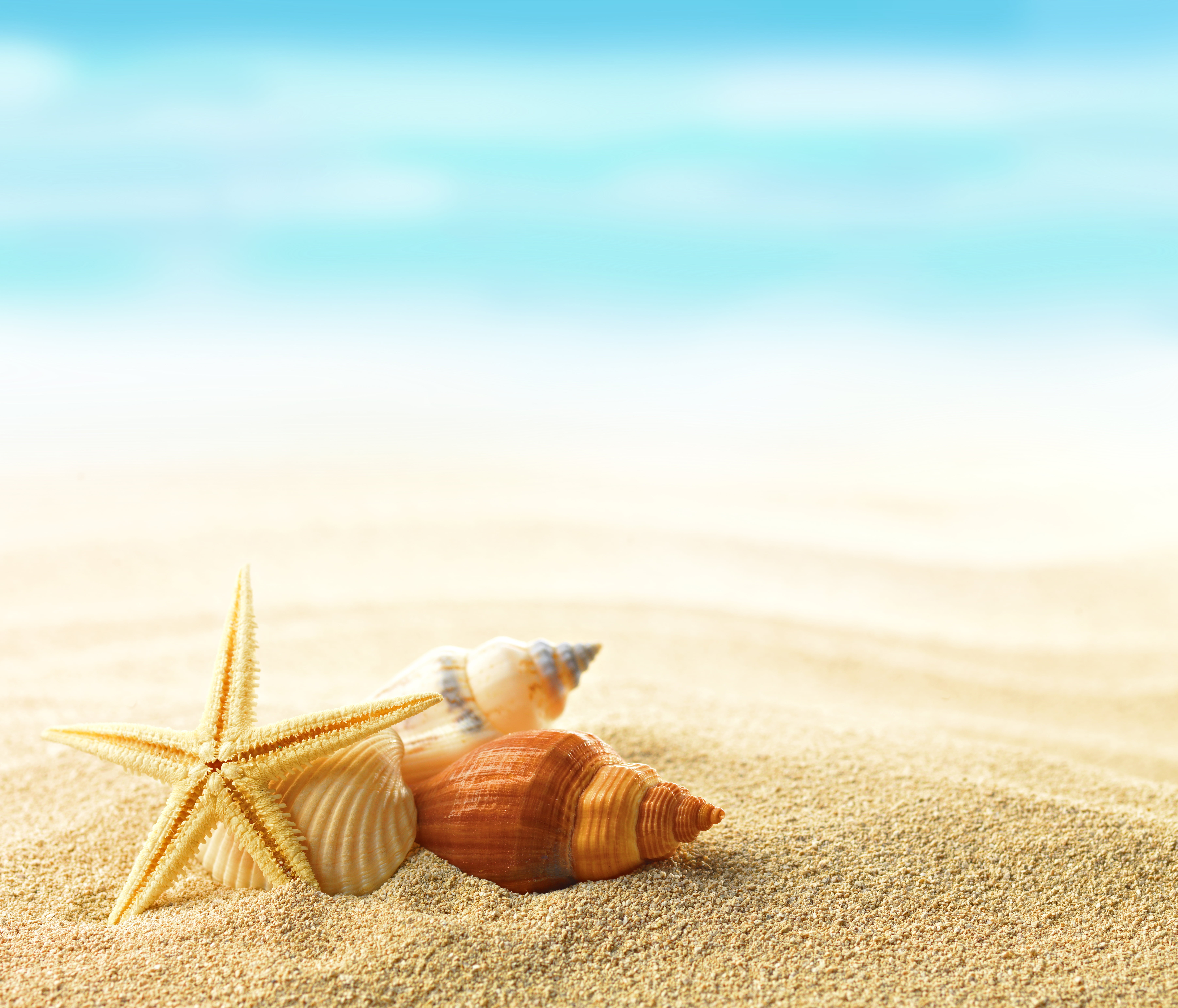 tranquil scene, animals in the wild, seashells, summer, 5K, no people, turtle, animal wildlife, shells, animal, sea life, nature, shell, beauty in nature, HD Wallpaper