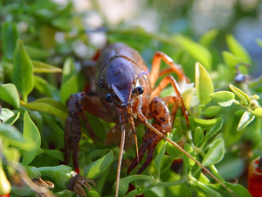 close-up, animal, animal body part, 480P, crawfish, leaf, creature, day, cancer, animals in the wild, one animal, focus on foreground, plant part, fish, HD Wallpaper