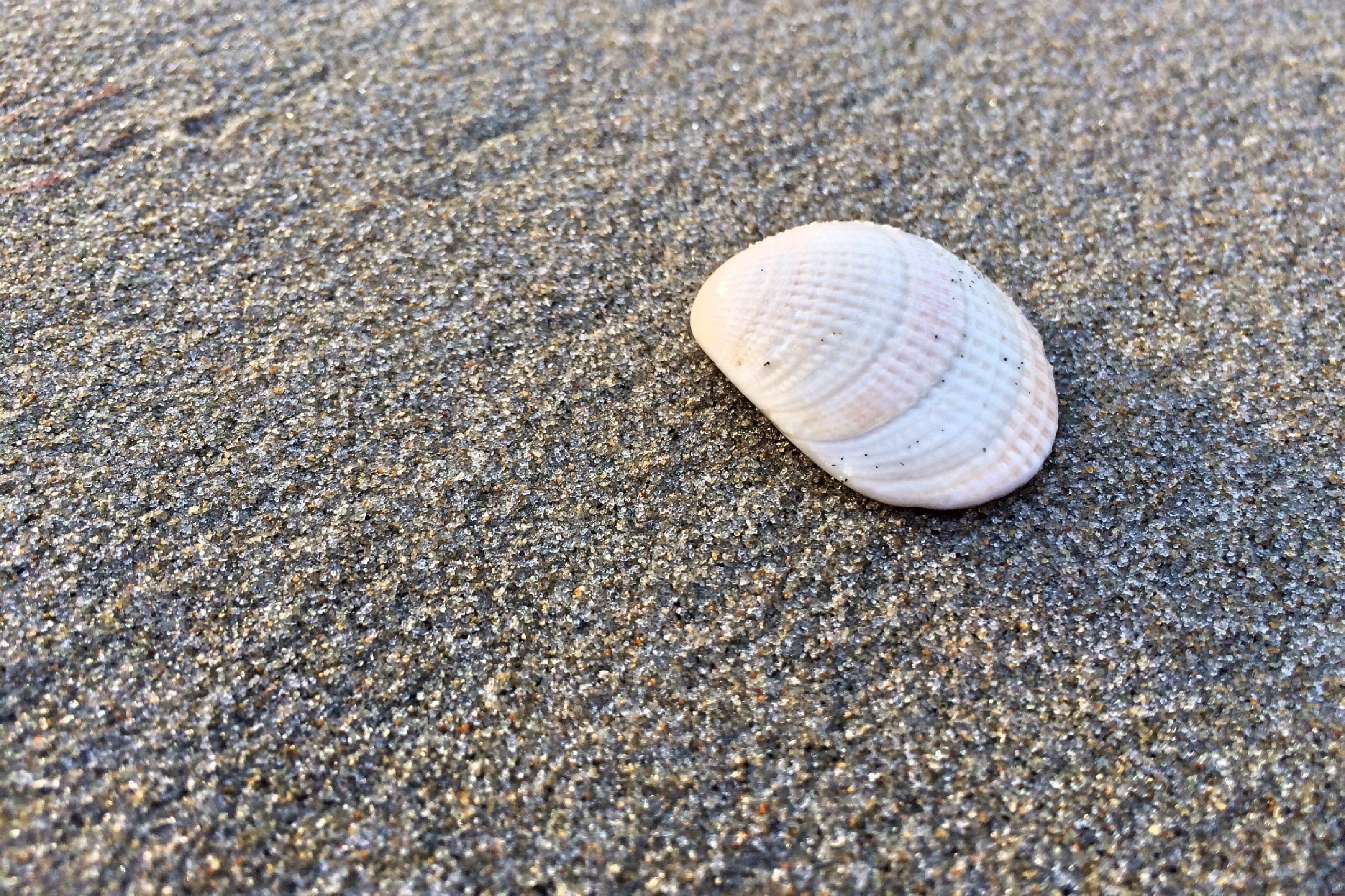 ocean, animal Shell, animal themes, invertebrate, marine, backgrounds, 2K, textured, animals in the wild, seashell, water, Sea, no People, coast, coastline, HD Wallpaper