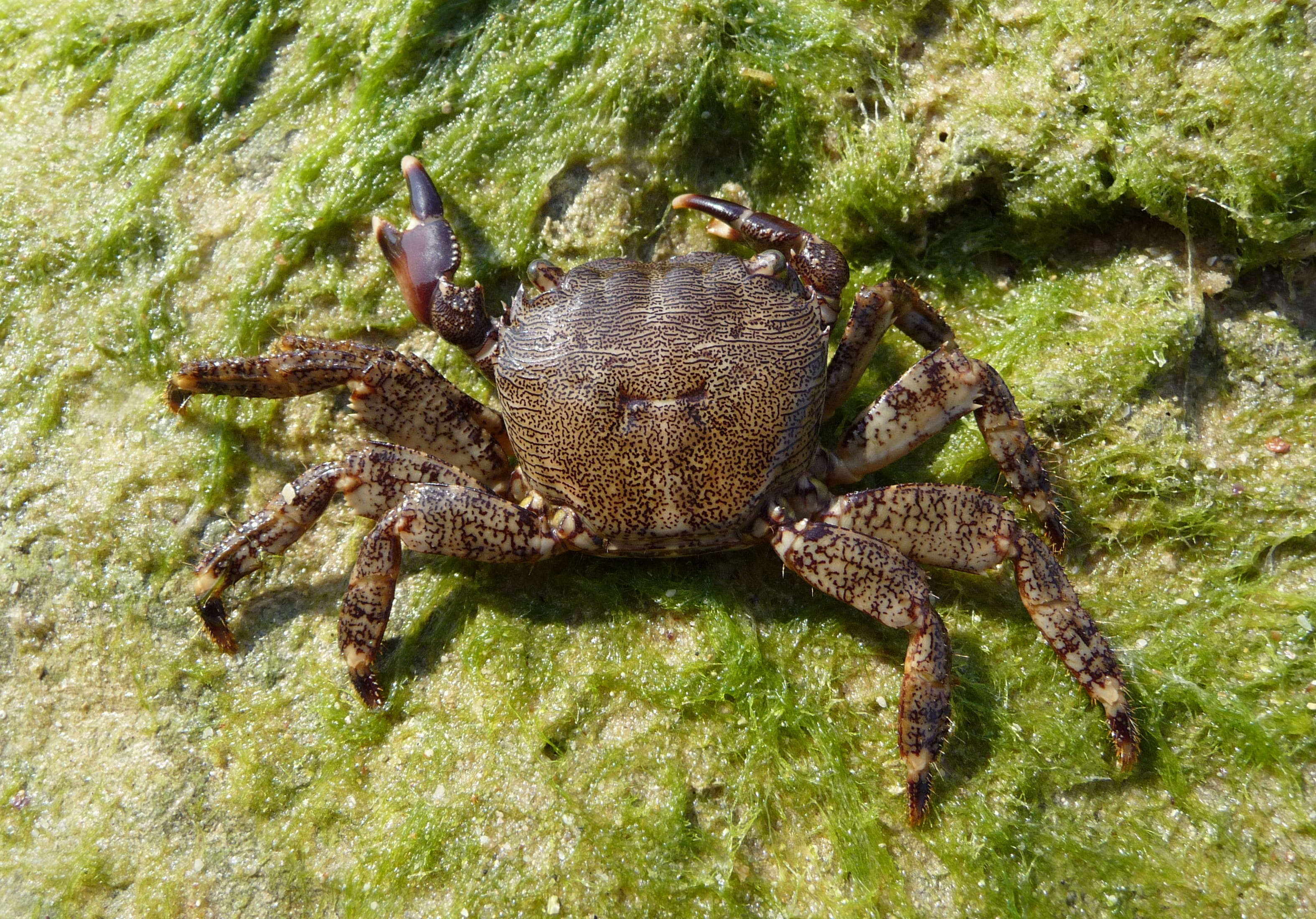 animals in the wild, animal themes, grapsidae, marine, decapoda, crab, square crab, animal, cancer, unusual, no people, animal wildlife, outdoors, plant, HD Wallpaper