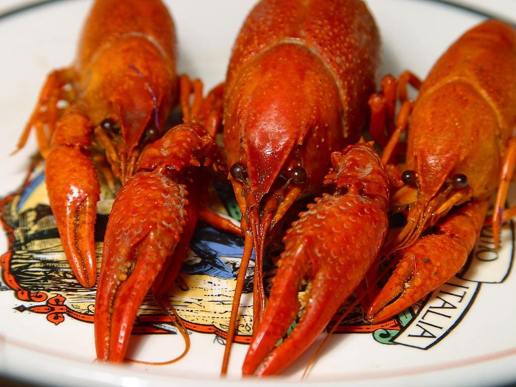 orange color, seafood, shear, 480P, expensive, delicious, food, freshness, luxury, dinner, lobster, boiled, crockery, healthy eating, high angle view, HD Wallpaper