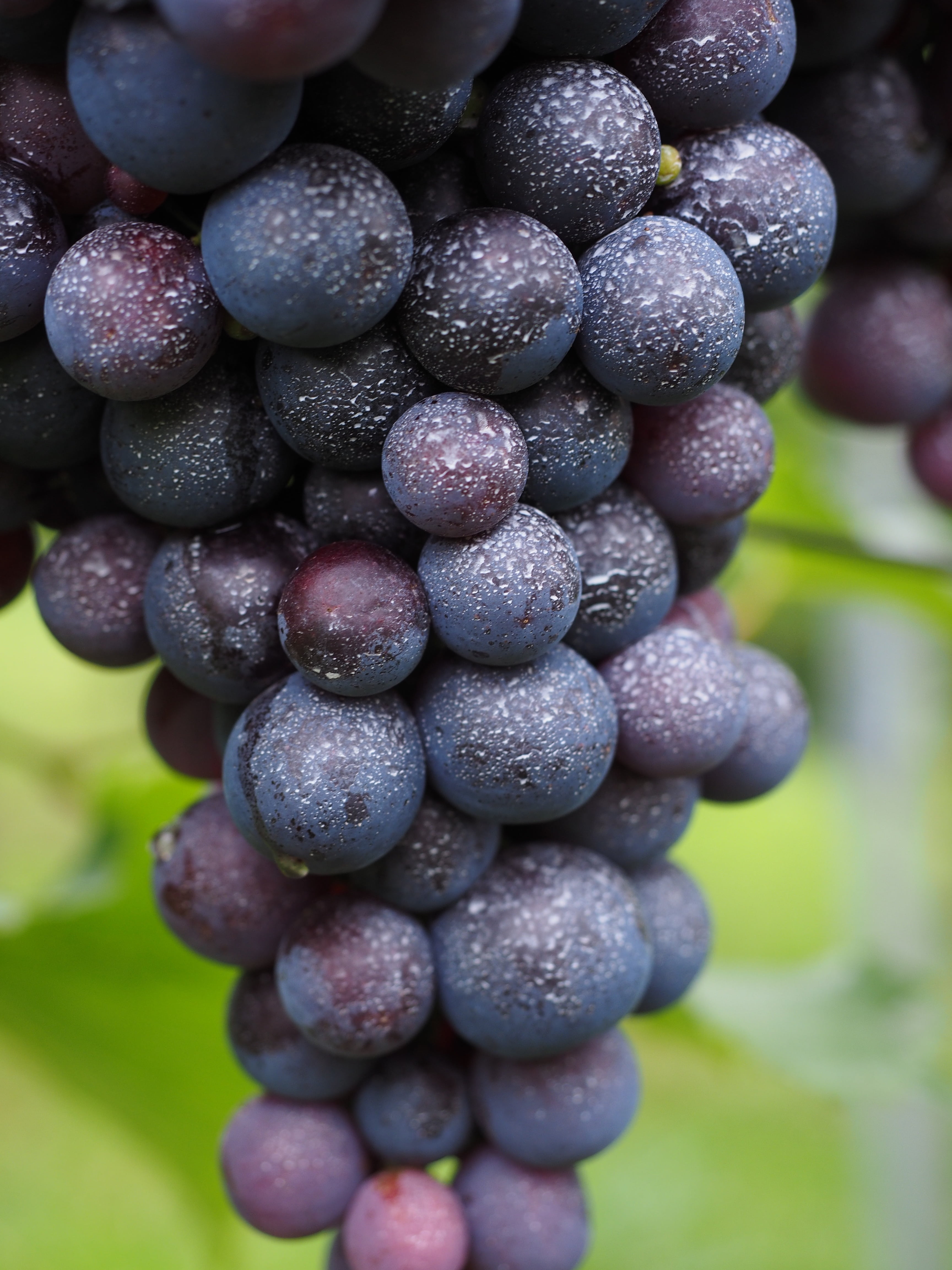 blue, selective focus, varietal, drop, crop, food, toxic, agriculture, outdoors, berries, plantation, food and drink, vitis vinifera, water, spray, berry fruit, Phone HD Wallpaper