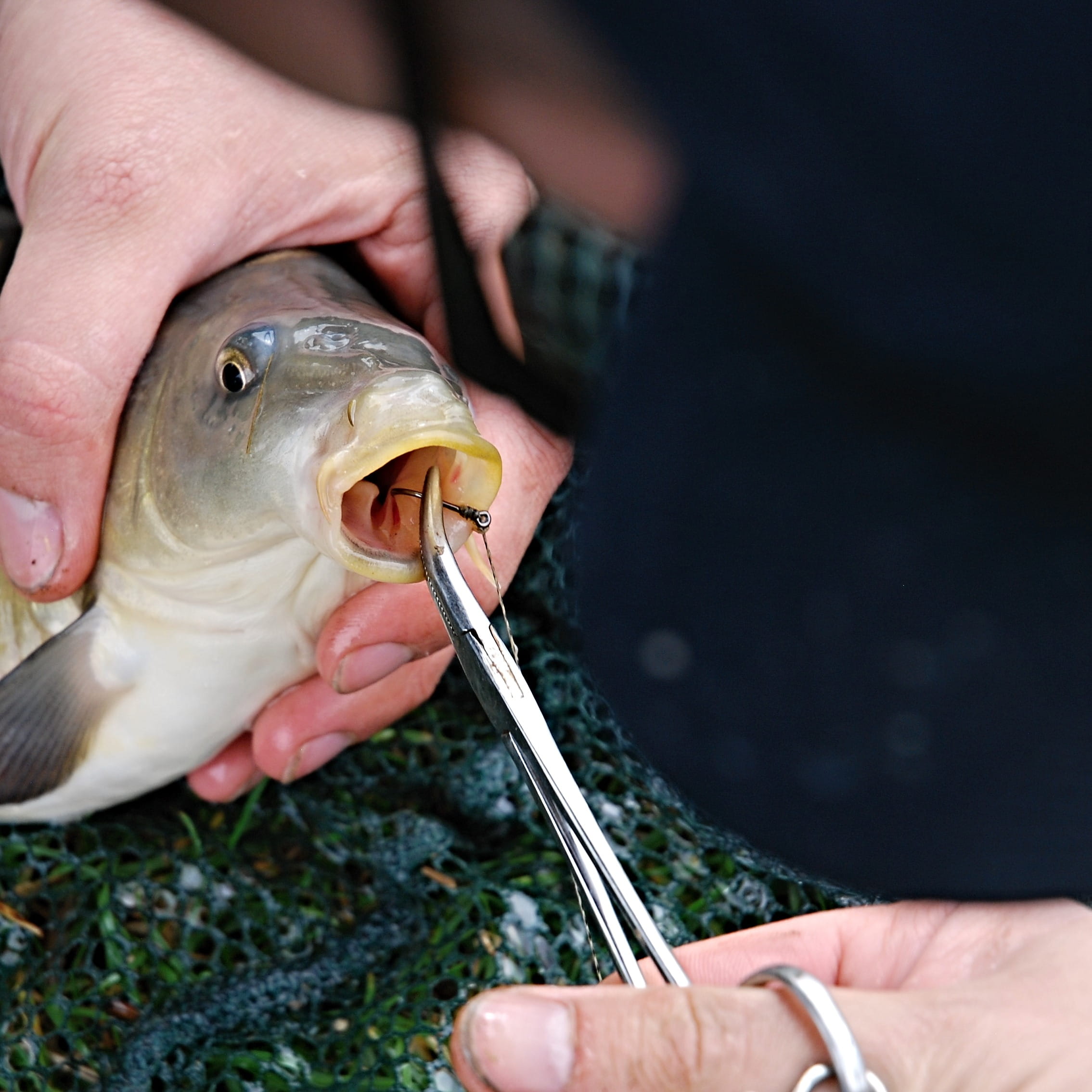 Nature, South Bohemia, real people, seafood, catch of fish, freshness, one person, eating, vertebrate, ledenice, hand, taking out the hook, pliers, human body part, Phone HD Wallpaper