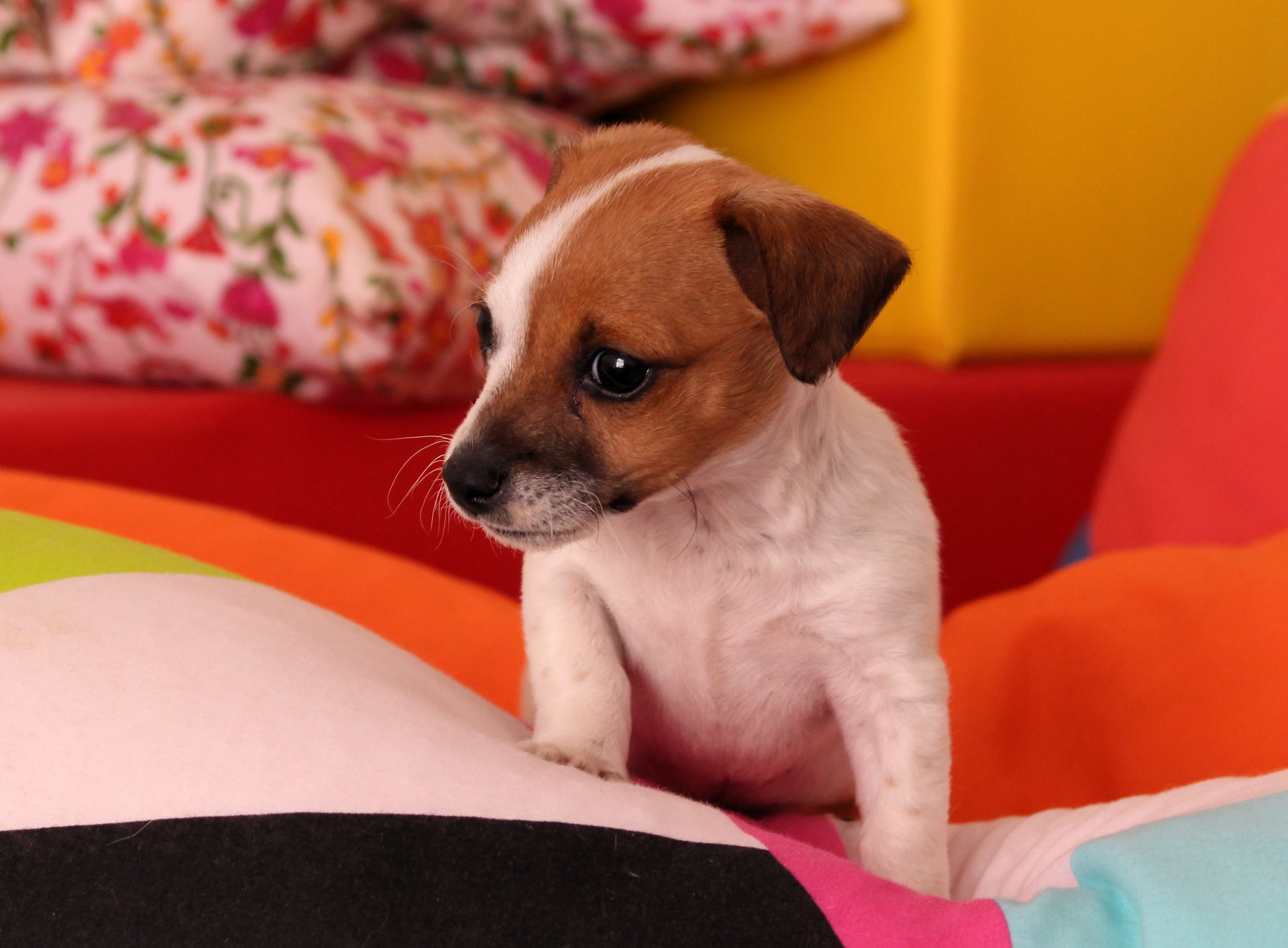chihuahua - dog, awakened, taster, home interior, discover, wildlife photography, cute, terrier, indoors, eyes, brown, people, dog breed, early promotion, HD Wallpaper