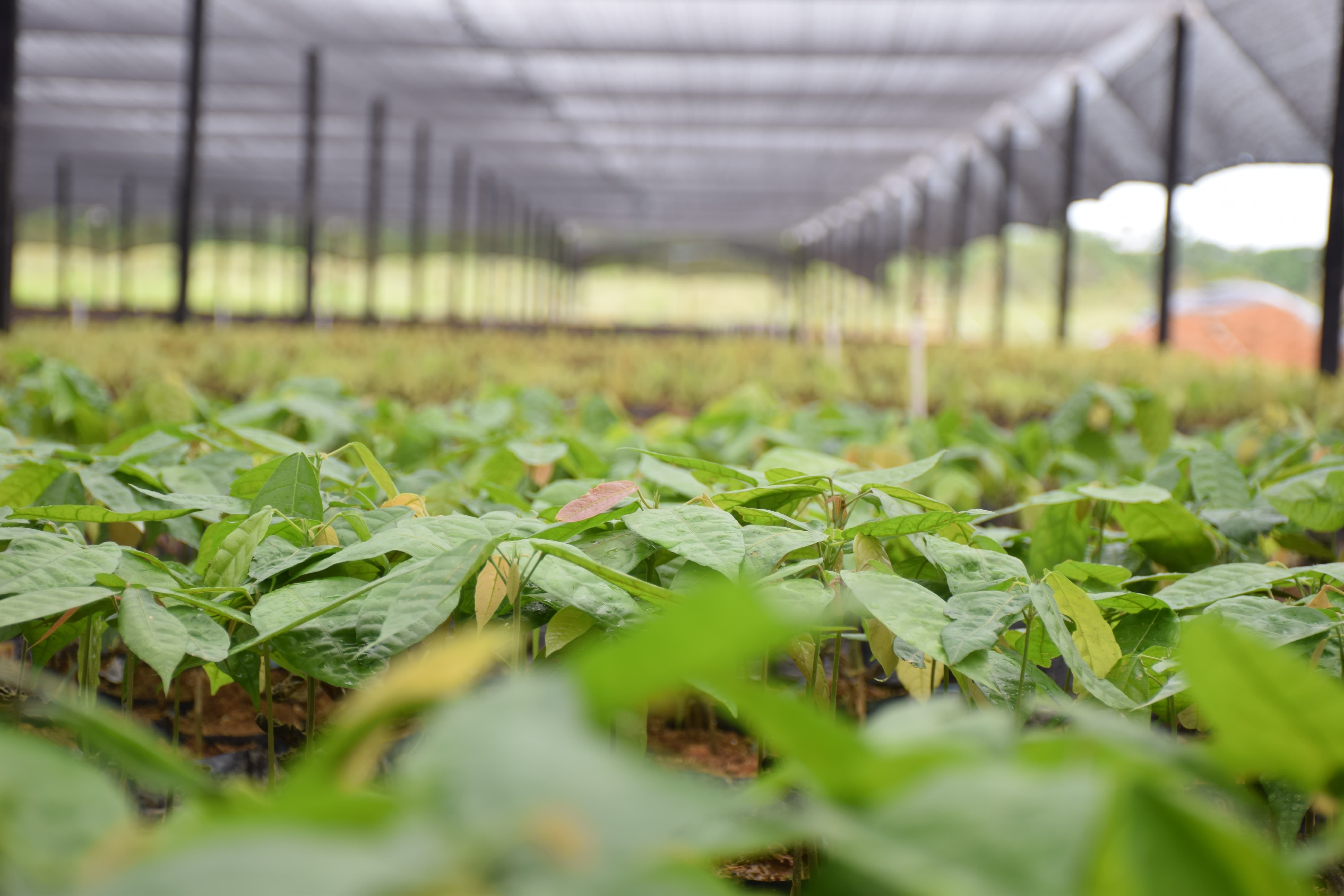 genetic modification, selective focus, leaf, greenhouse, plant, colombia, gardening, landscape, biochemistry, growth, scientific experiment, 5K, field, HD Wallpaper