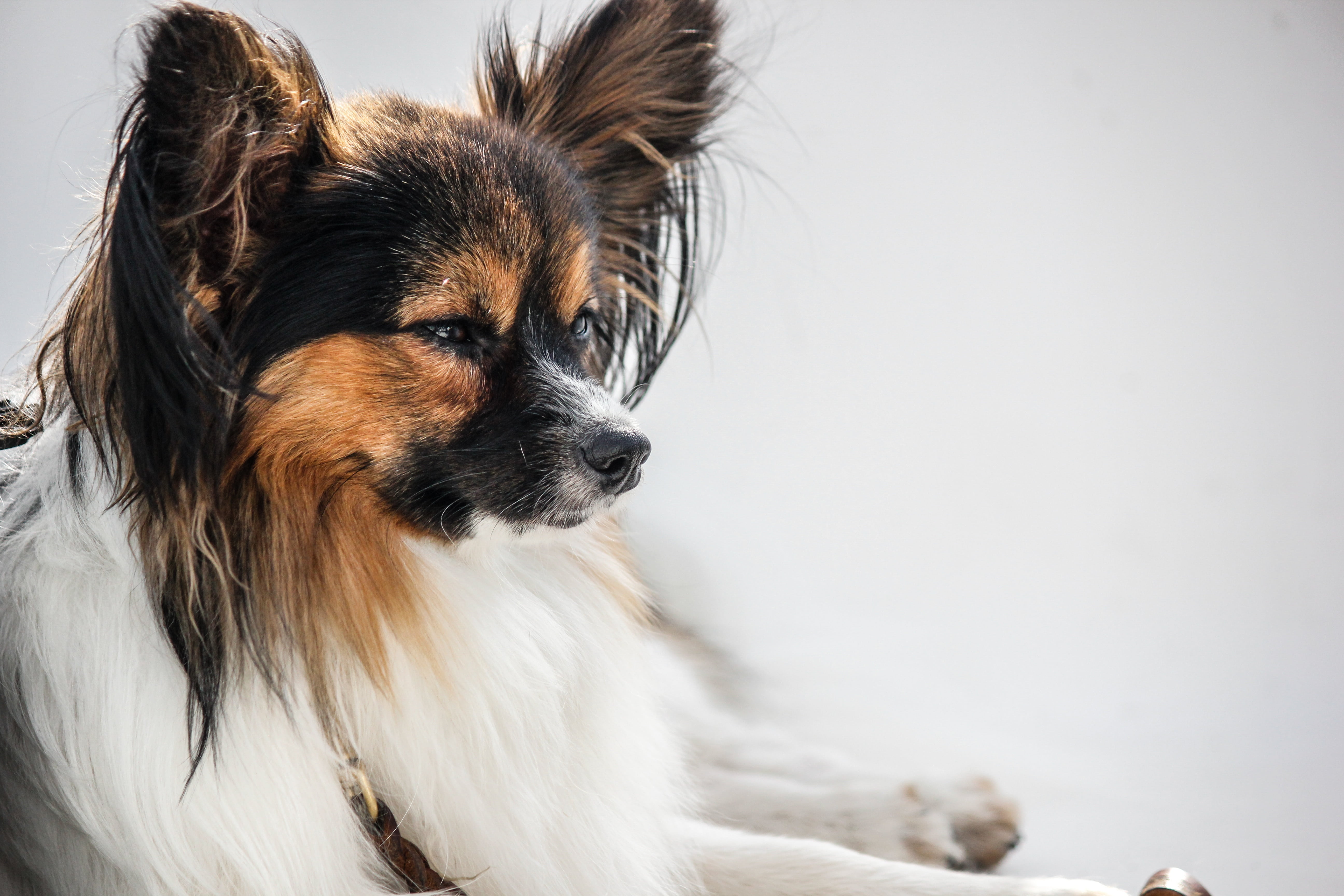 white background, cute, prick ears, hair, pet, no people, brown, canine, purebred Dog, lap dog, animal hair, one animal, papillon, copy space, background, HD Wallpaper