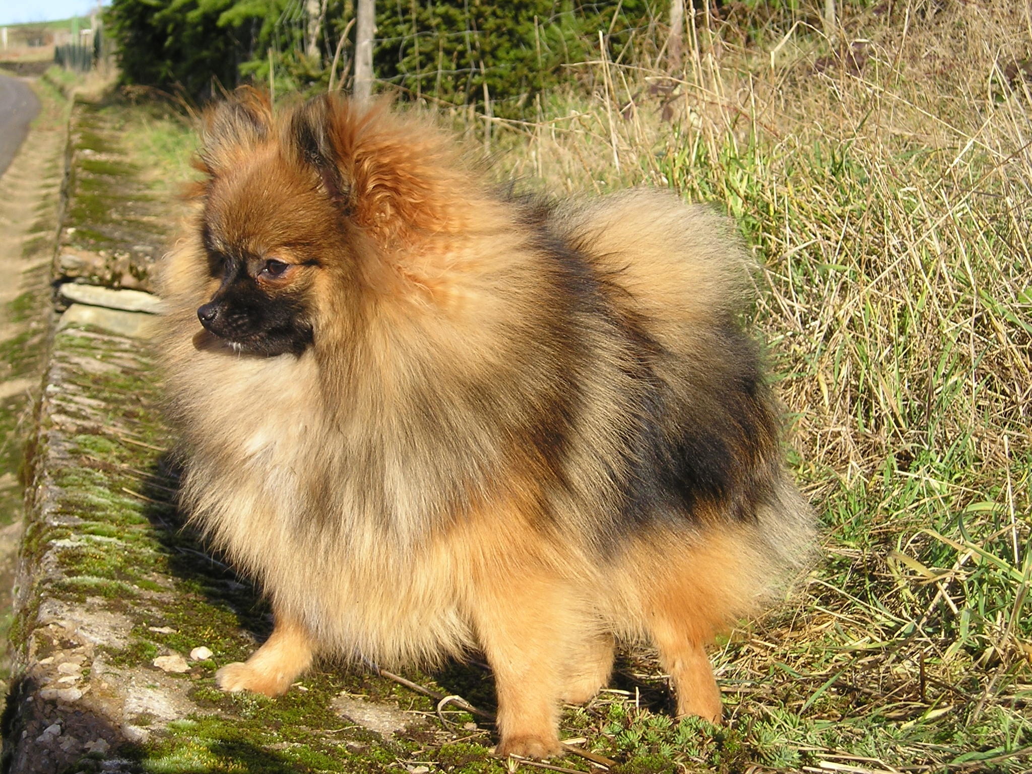 canine, grass, pomeranian, animal hair, mammal, land, pointed, dog breed, plant, fur, hair, vertebrate, pets, 1080P, dog, domestic animals, one animal, HD Wallpaper
