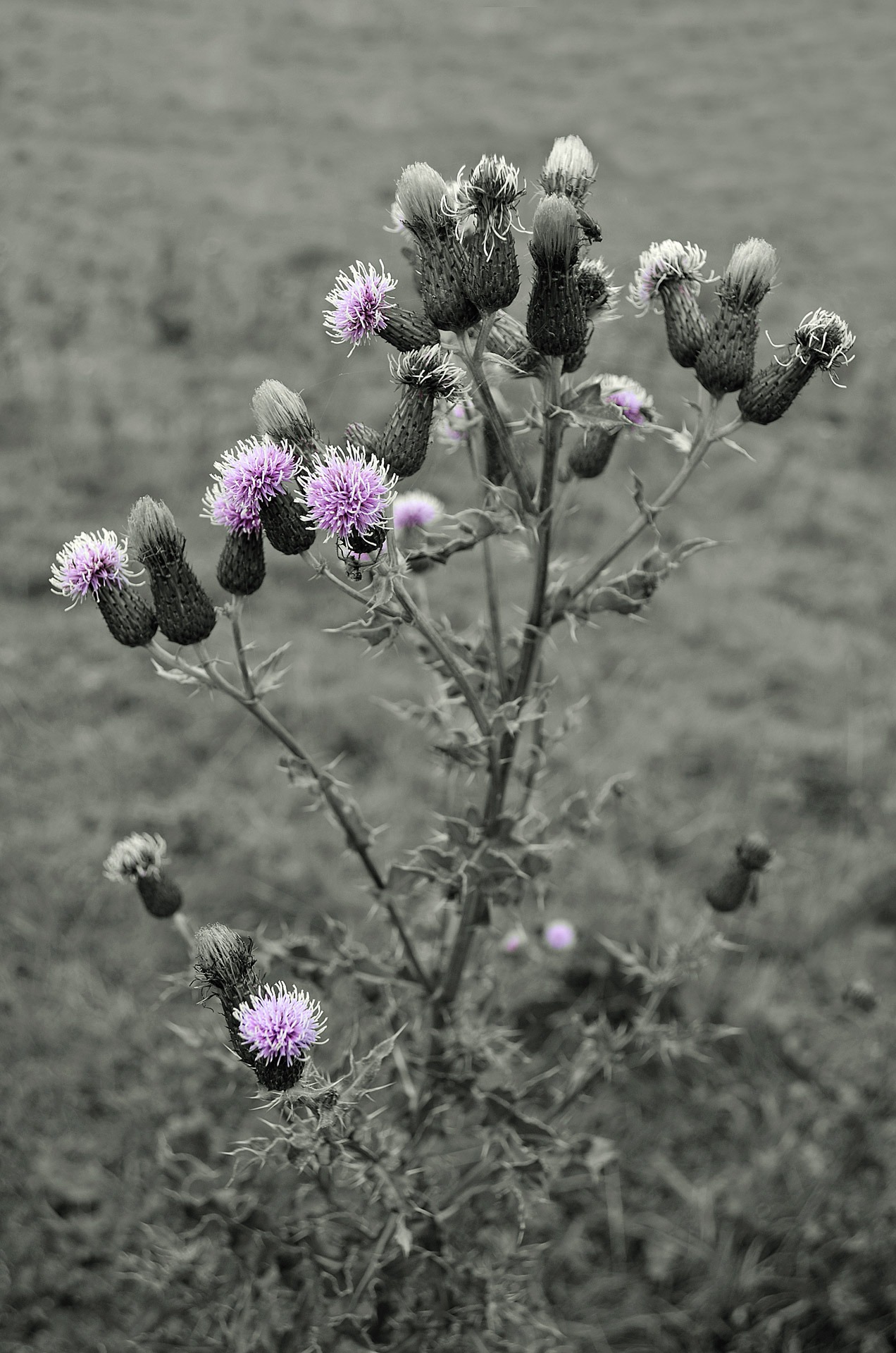 blossom, petal, barb, desert, botany, macro, leaf, isolated, branch, bud, no people, pollen, fragility, outdoors, needle, thistle, cactus, 1080P, head, Phone HD Wallpaper