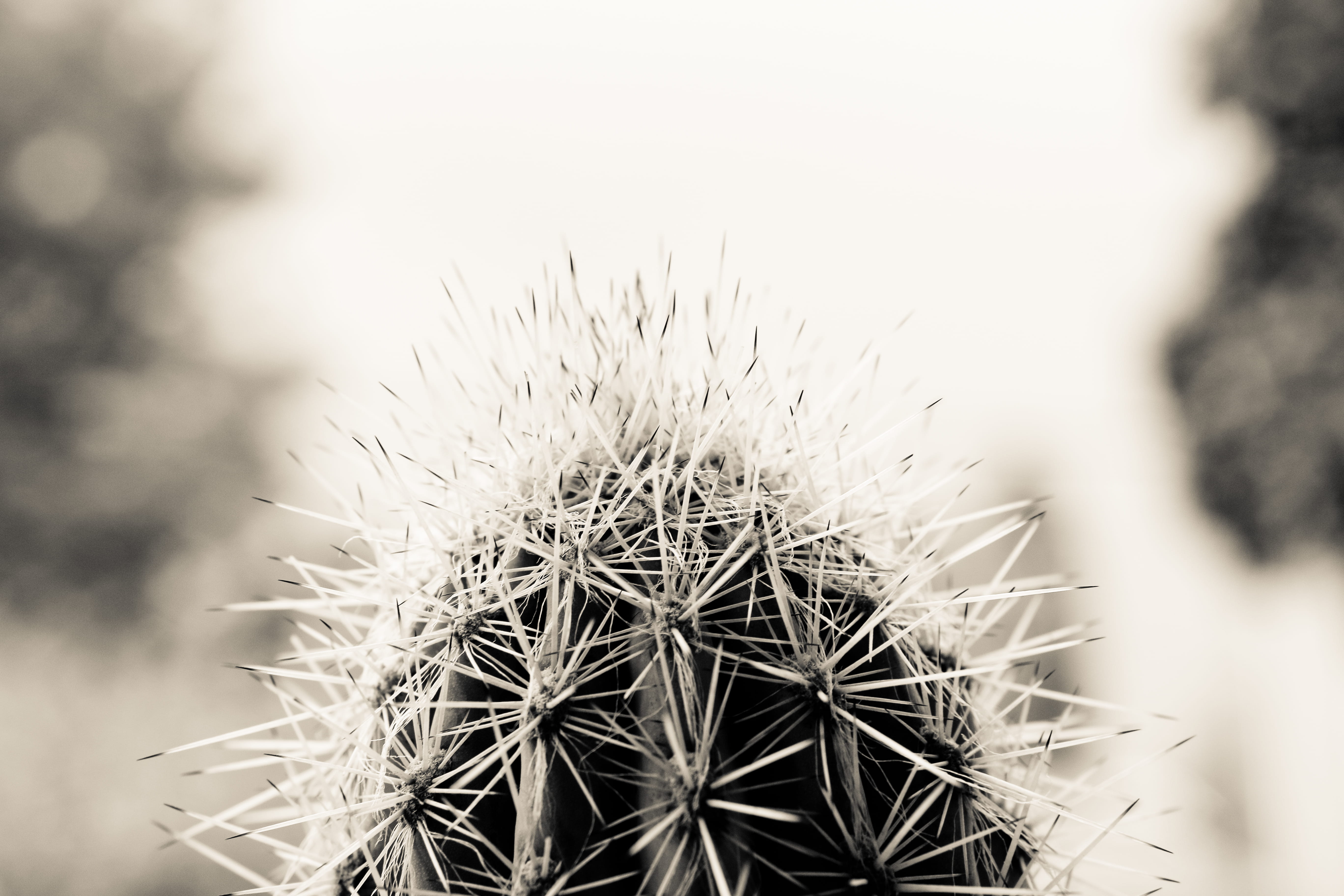 focus on foreground, outdoors, nature, thorn, dry, plant, growth, tranquility, sharp, sign, warning sign, no people, pot, spiky, cactus, flower, spiked, HD Wallpaper