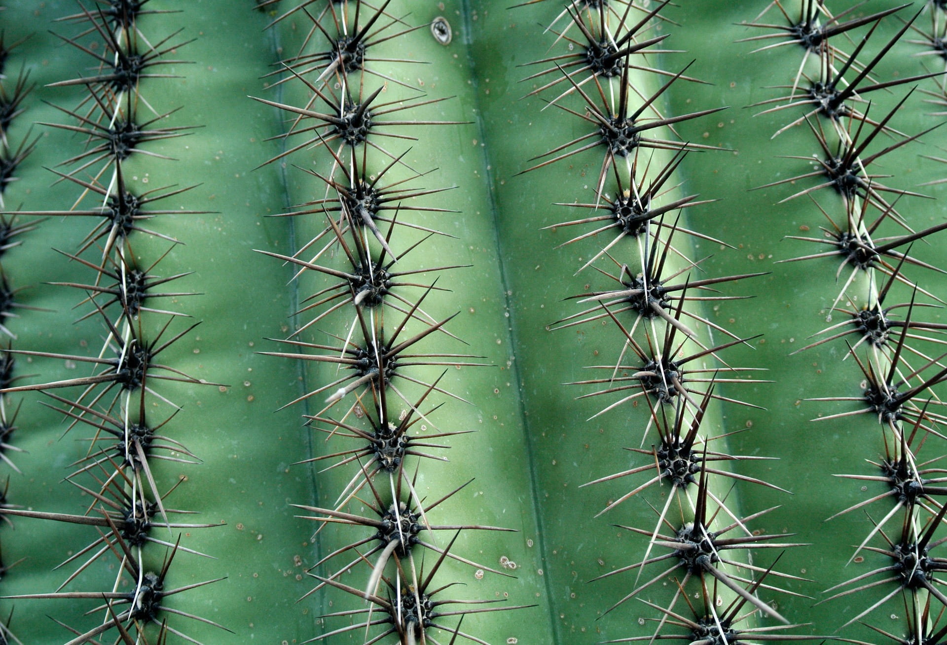 wild, prick, houseplant, beauty in nature, environment, sharp, life, pattern, nature, vegetation, exotic, needle, thorn, sign, spike, prickly pear cactus, HD Wallpaper