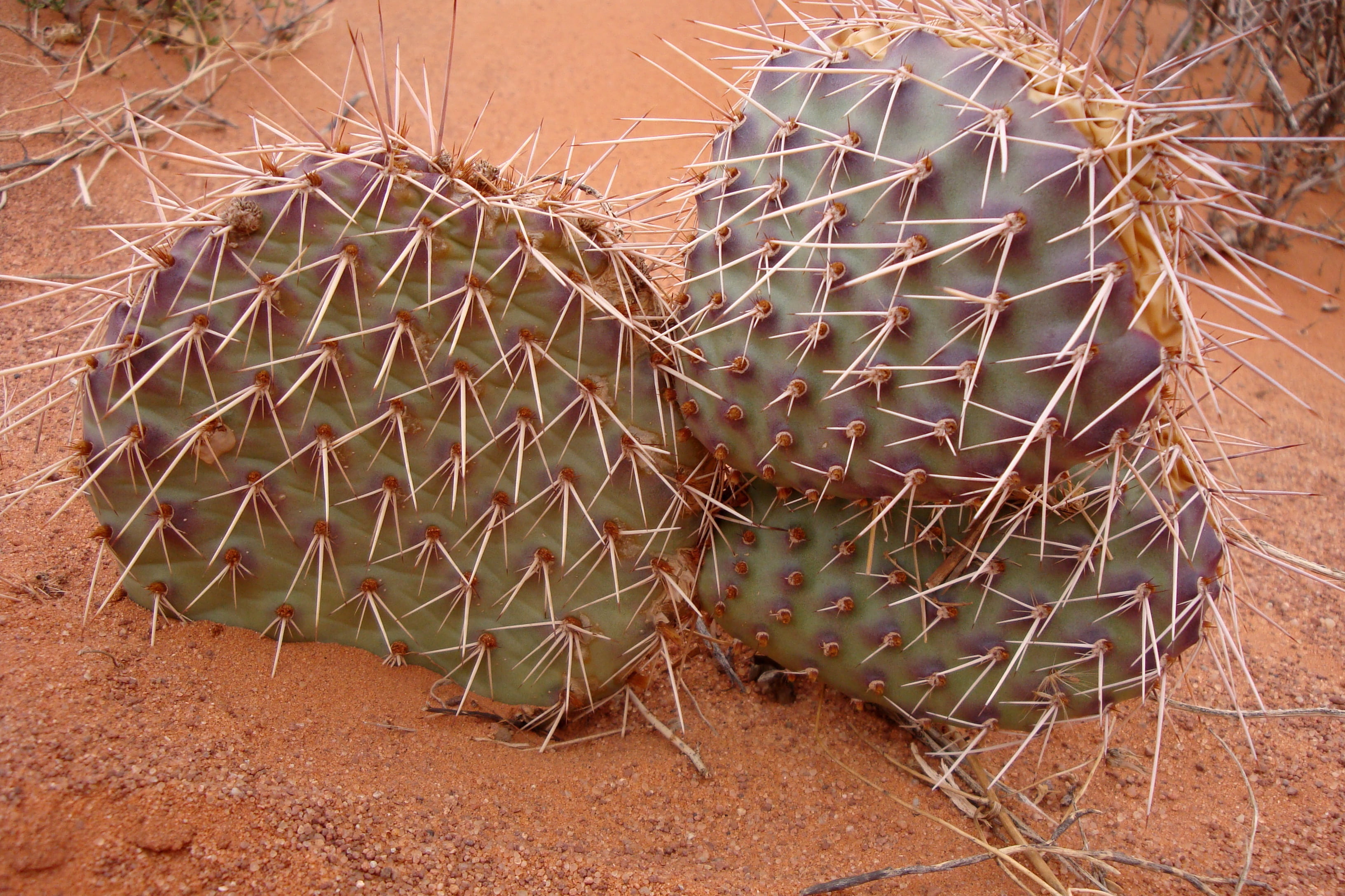 plant, beauty in nature, day, land, cactus, field, nature, thorn, close-up, green, sharp, pricks, desert, communication, monument valley, sign, warning sign, HD Wallpaper
