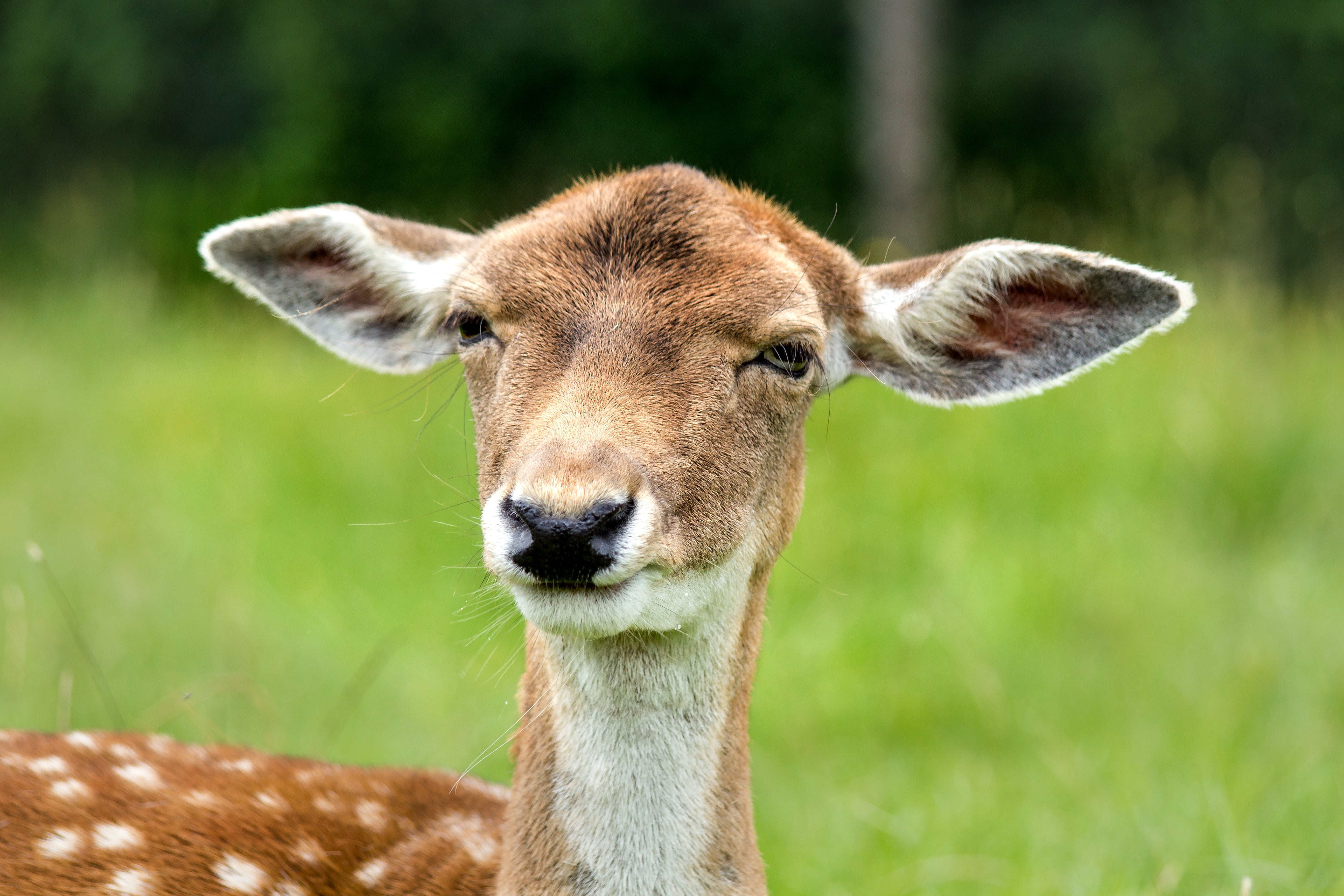 5K, wildlife, oversleeping, ears, animal head, look, female, day, confused, animal themes, portrait, outdoors, grass, close-up, looking at camera, photography, HD Wallpaper