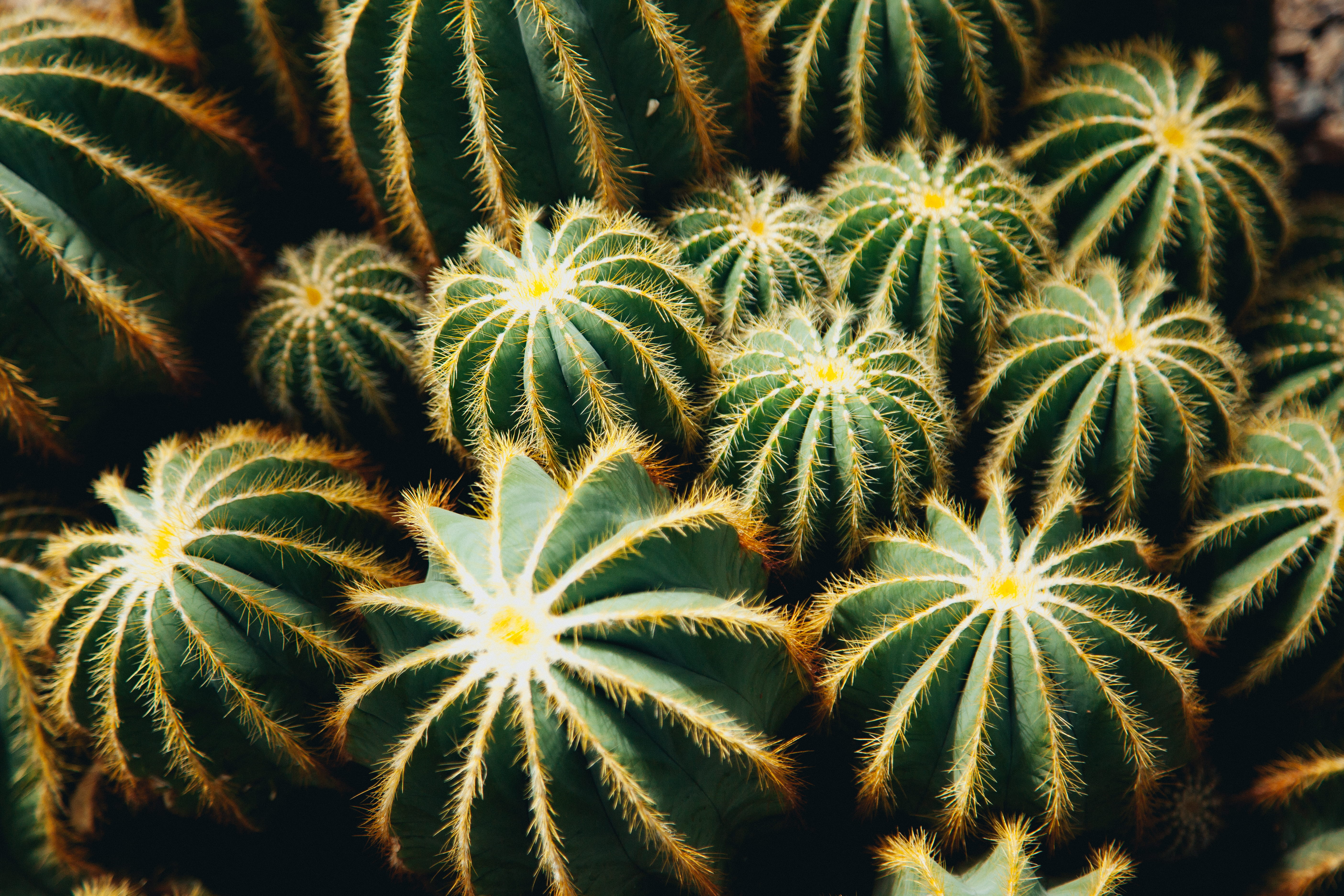 land, freshness, spiky, autumn, plant, green, ouch, bronx, full frame, water, backgrounds, prick, cactus, beauty in nature, outdoors, green color, high angle view, HD Wallpaper