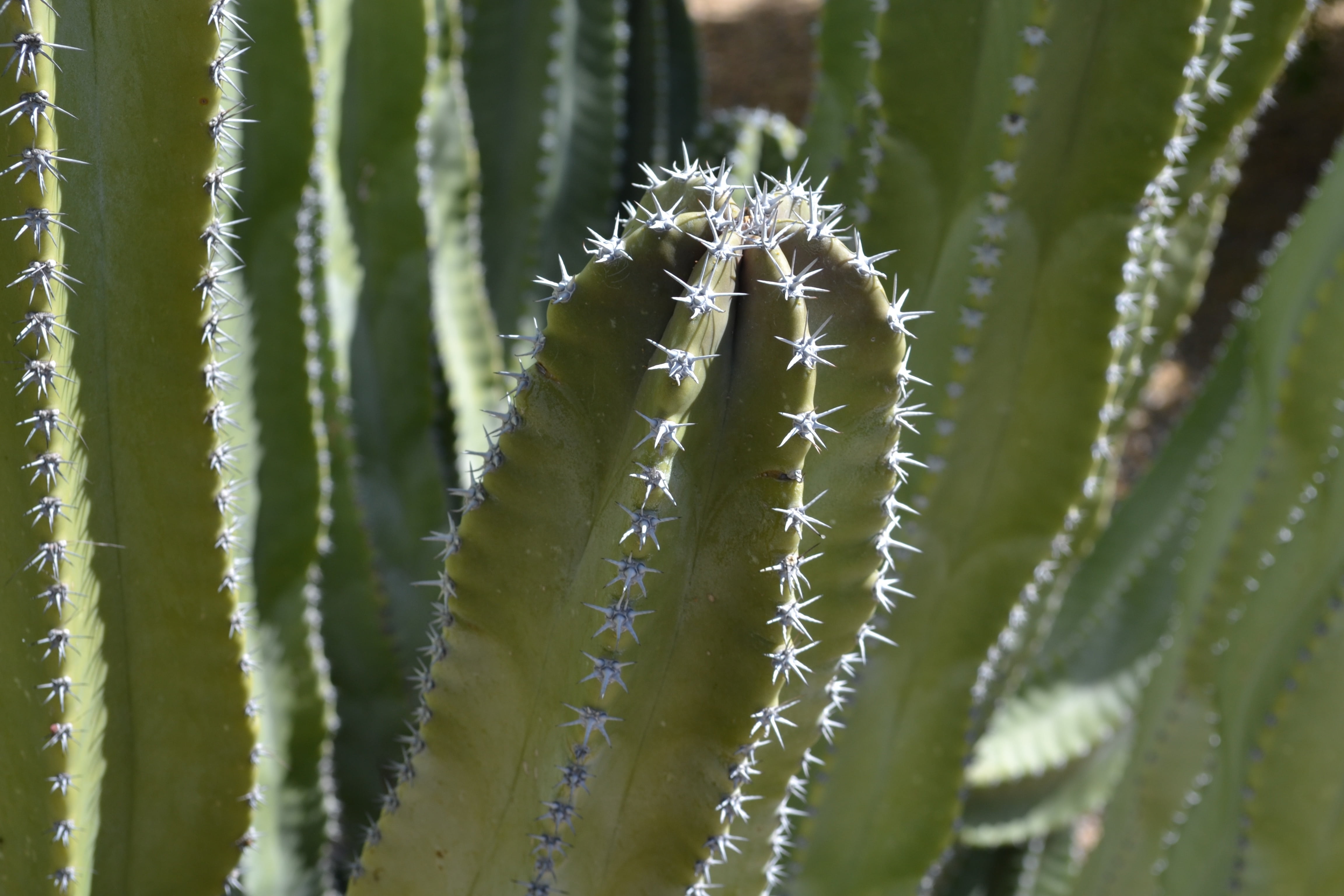 grow, summer, plant part, close-up, desert, thorn, natural, focus on foreground, color, leaf, beauty in nature, 4K, green, prickly, garden, macro, botany, HD Wallpaper