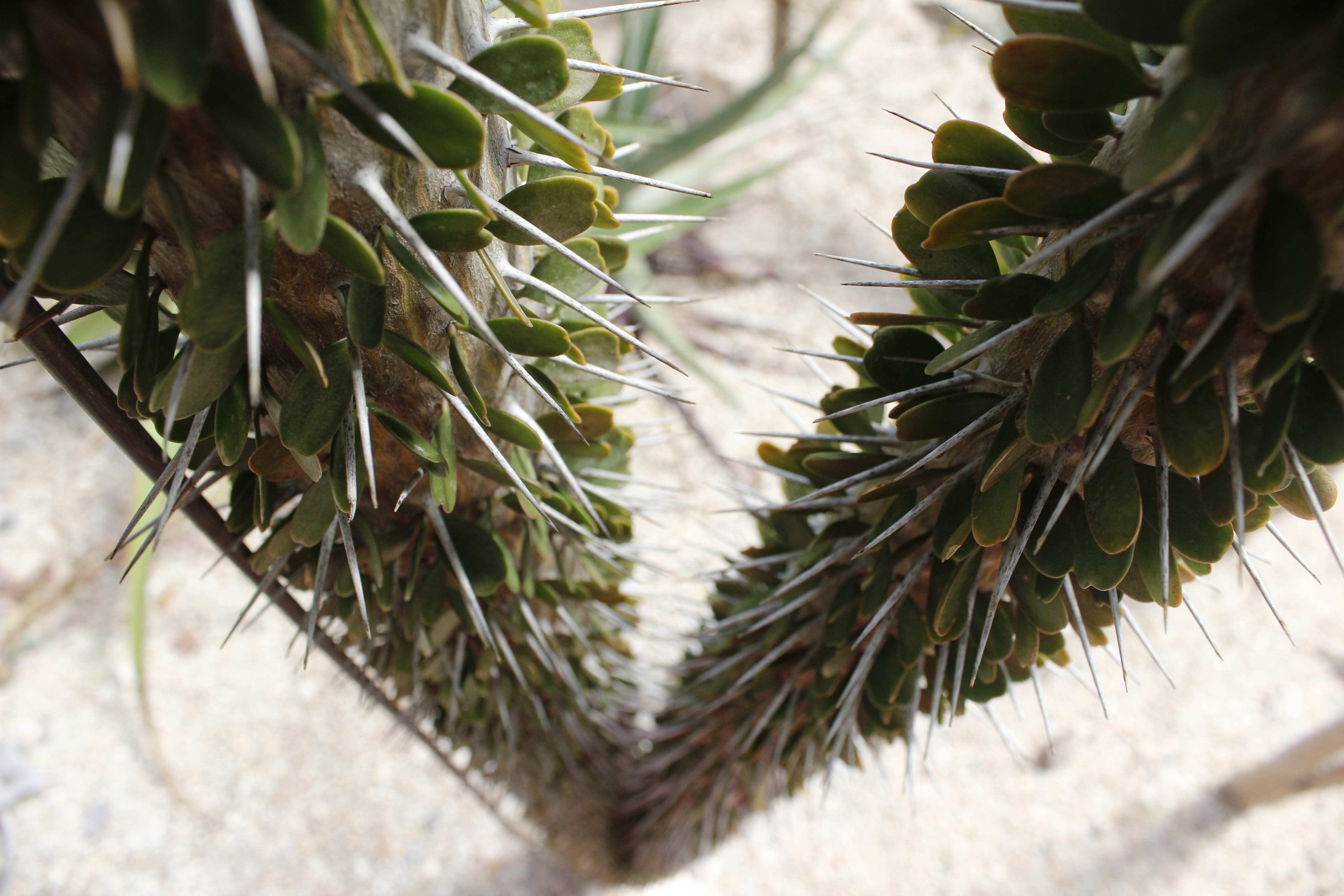 plant part, trees, green, cactus, thorn, spiky, sharp, parc naturel départemental de vaugrenier., focus on foreground, appearances, high angle view, france, HD Wallpaper