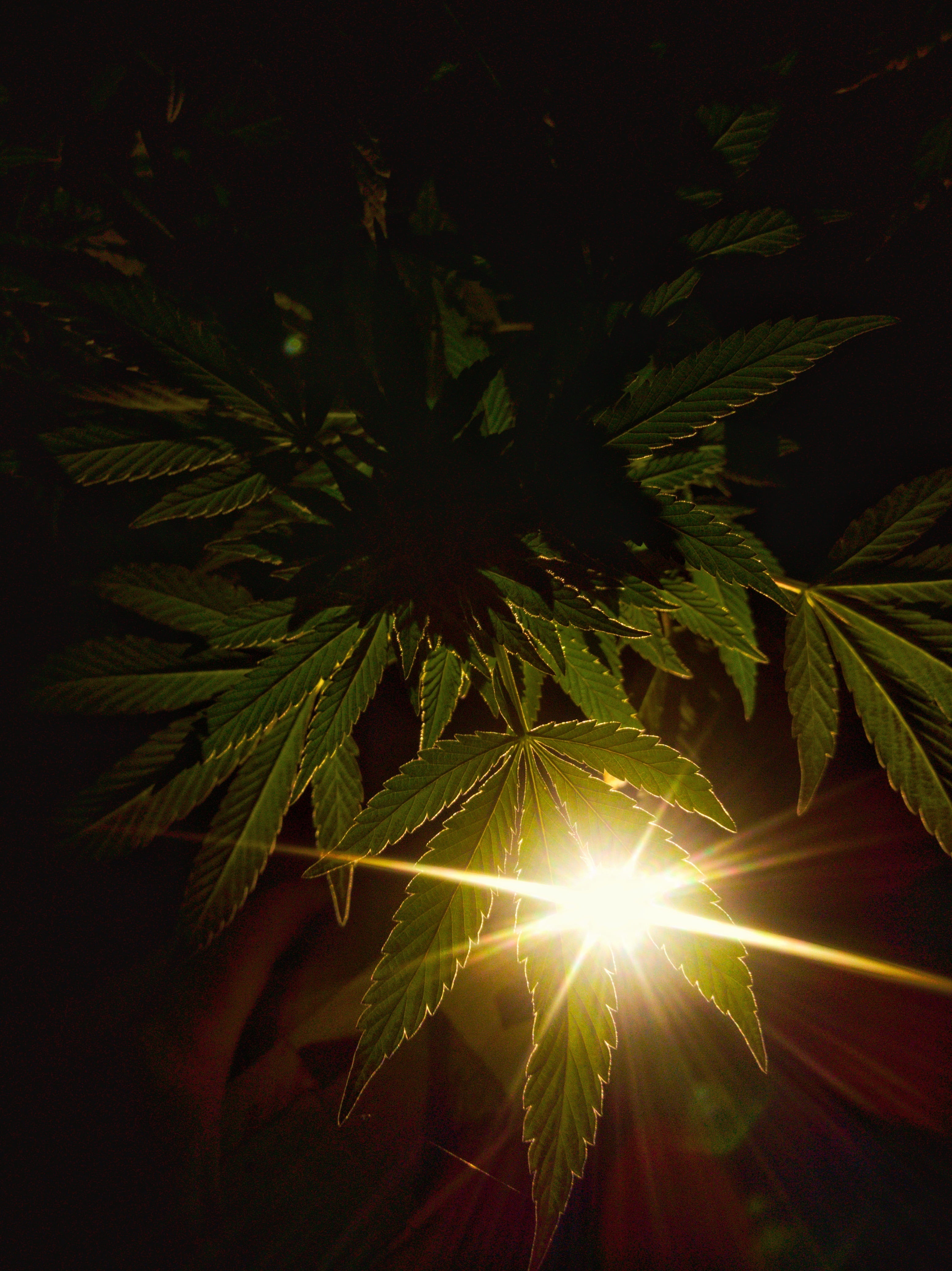 streaming, no people, weed, green color, chronic, photography, leaf, marijuana - herbal cannabis, plant part, beauty in nature, close-up, bright, 4K, lens flare, Phone HD Wallpaper